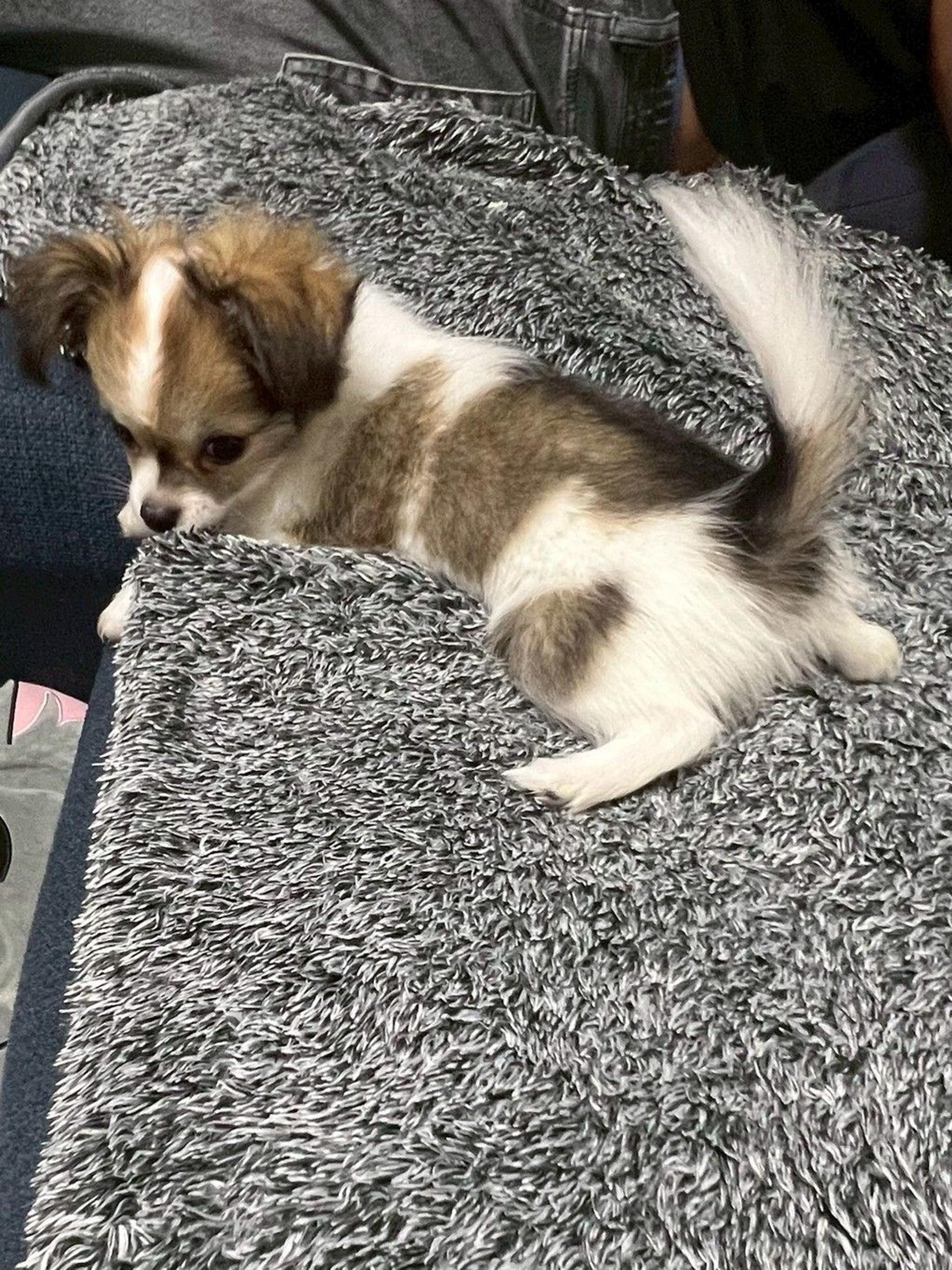 pet-image-6