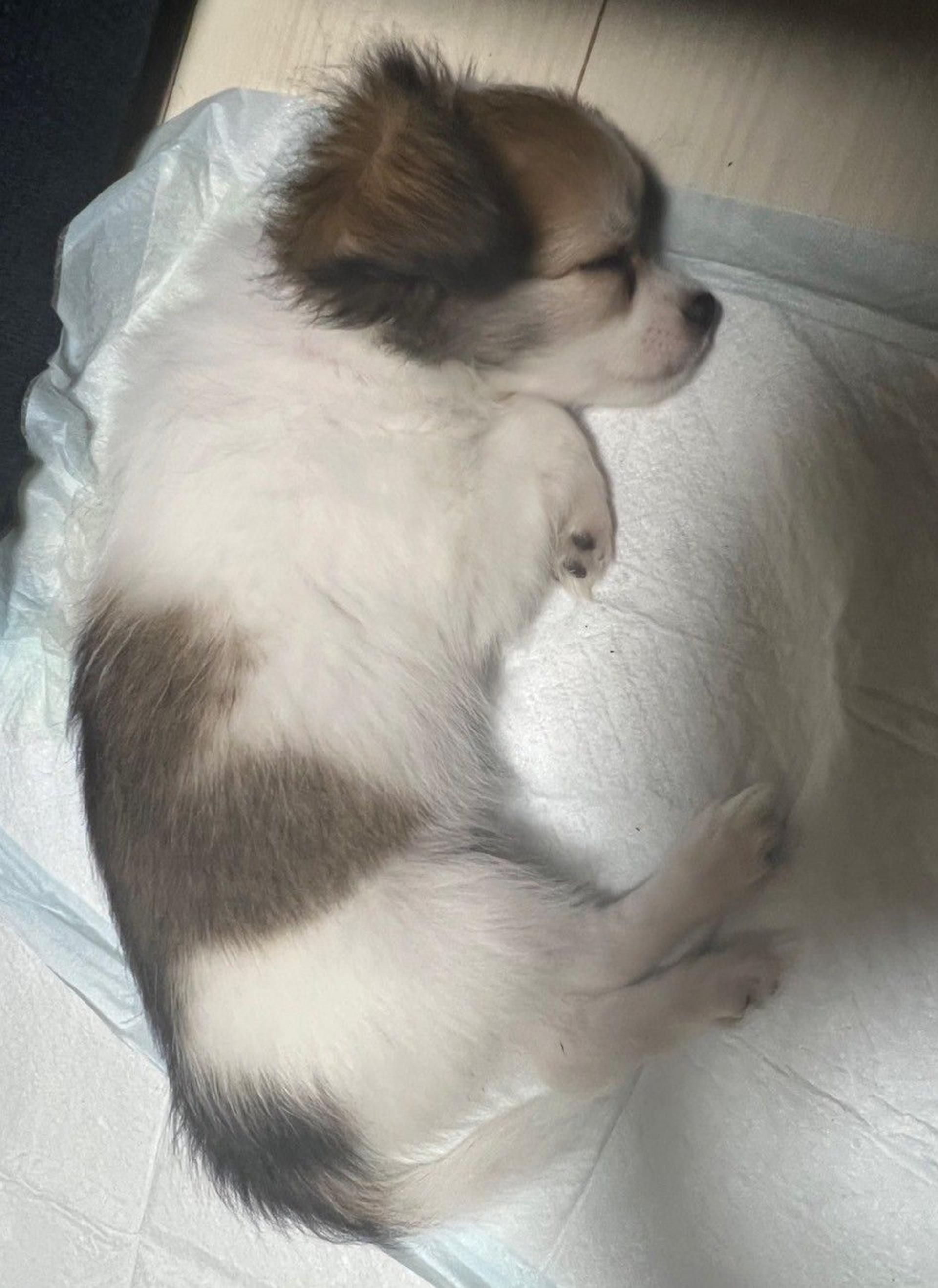 pet-image-7