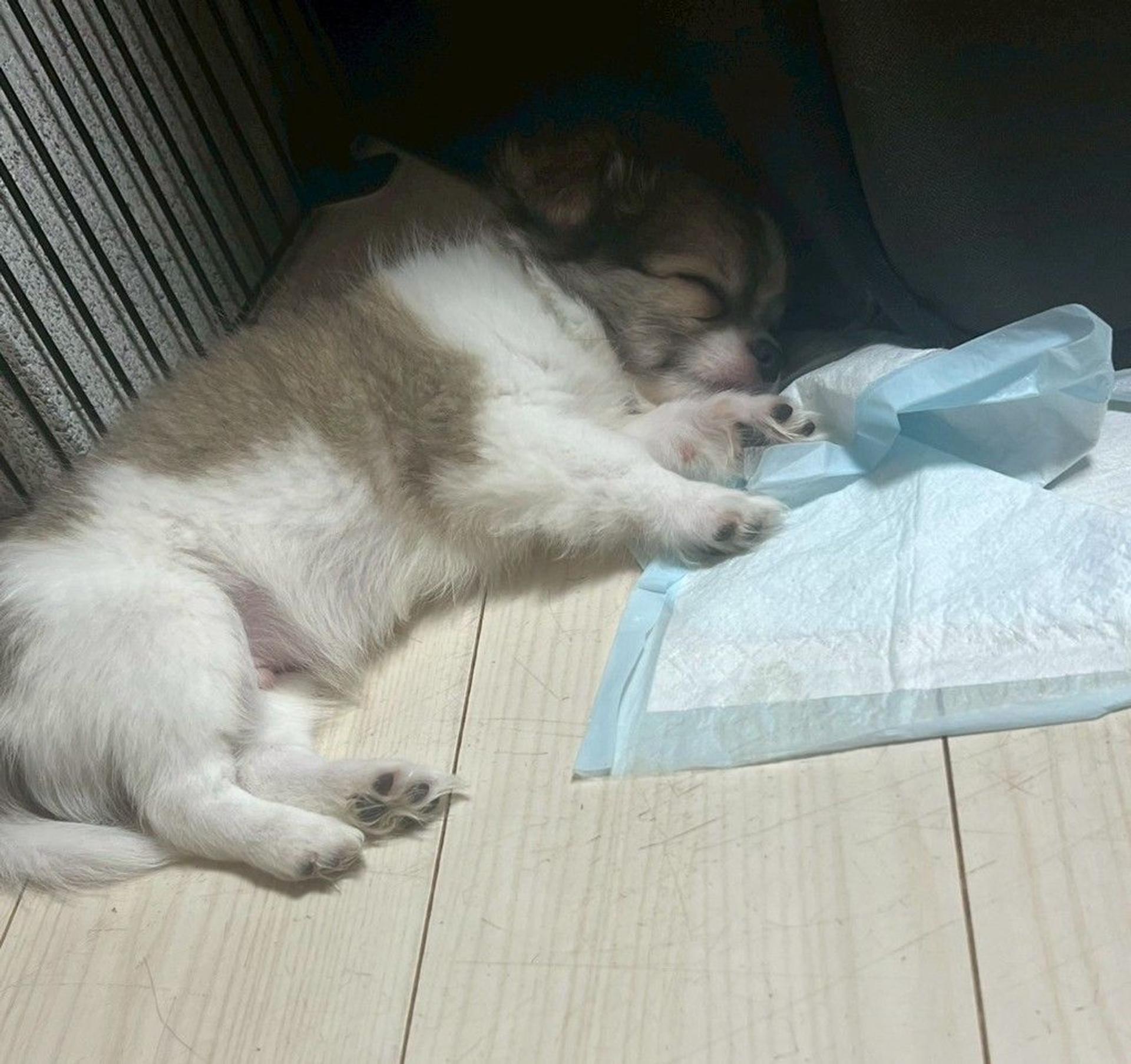 pet-image-3