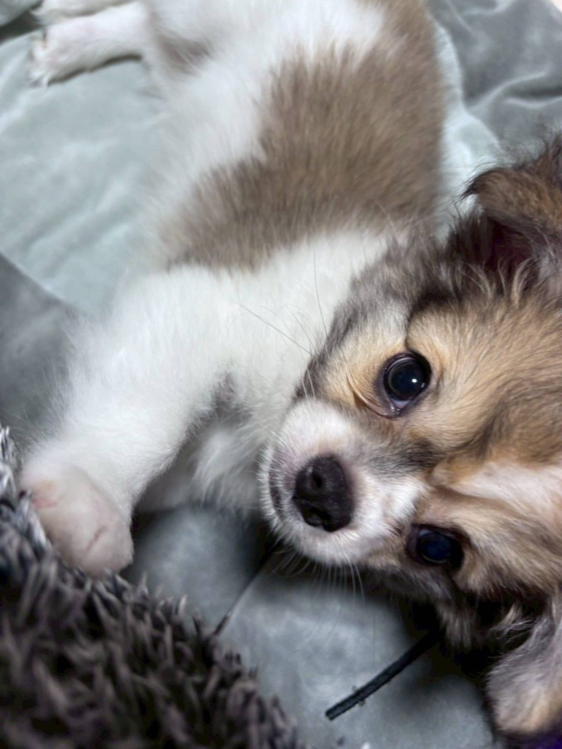 雑種（ミックス犬）・オスの里親募集の写真