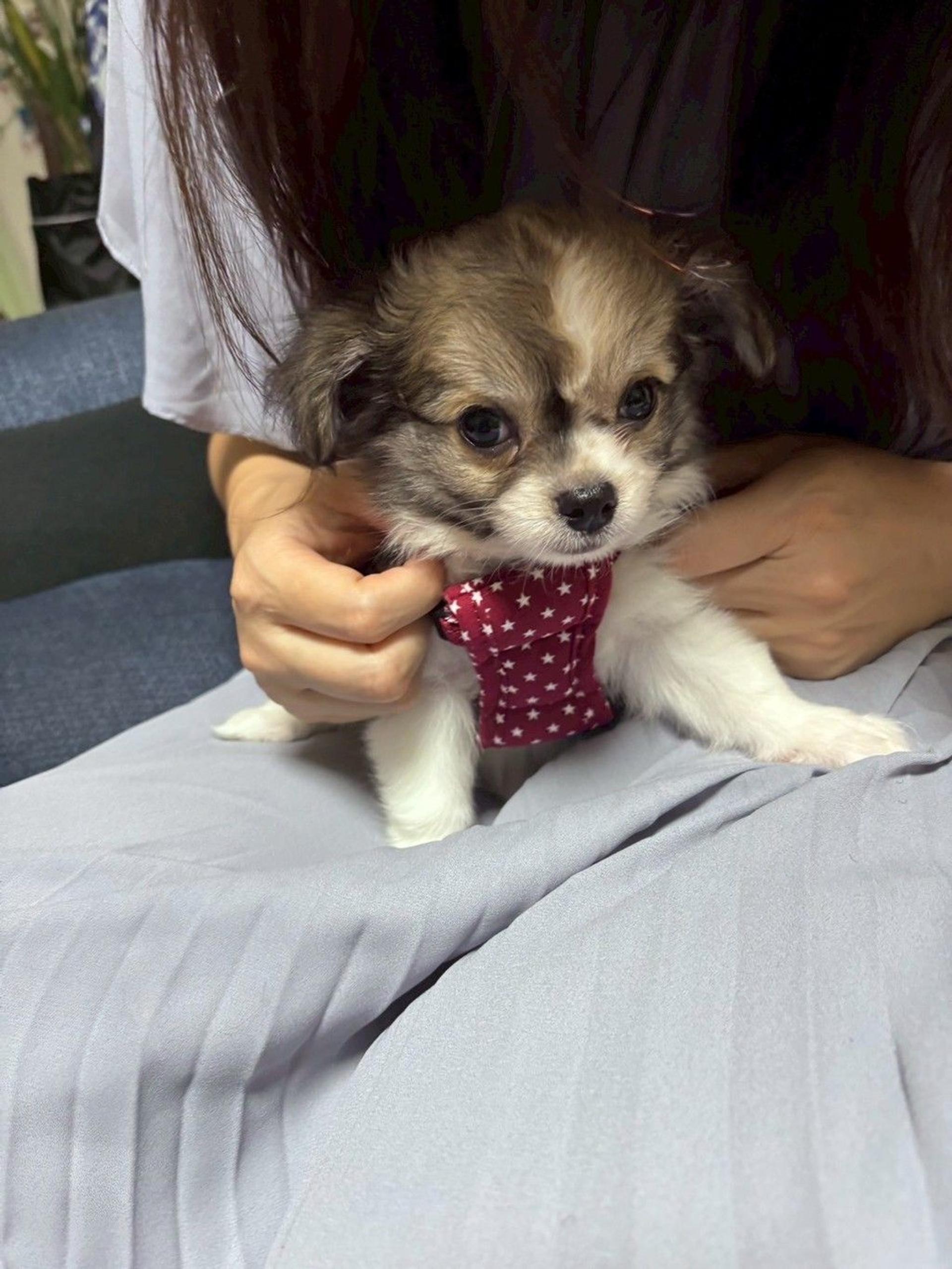 pet-image-6