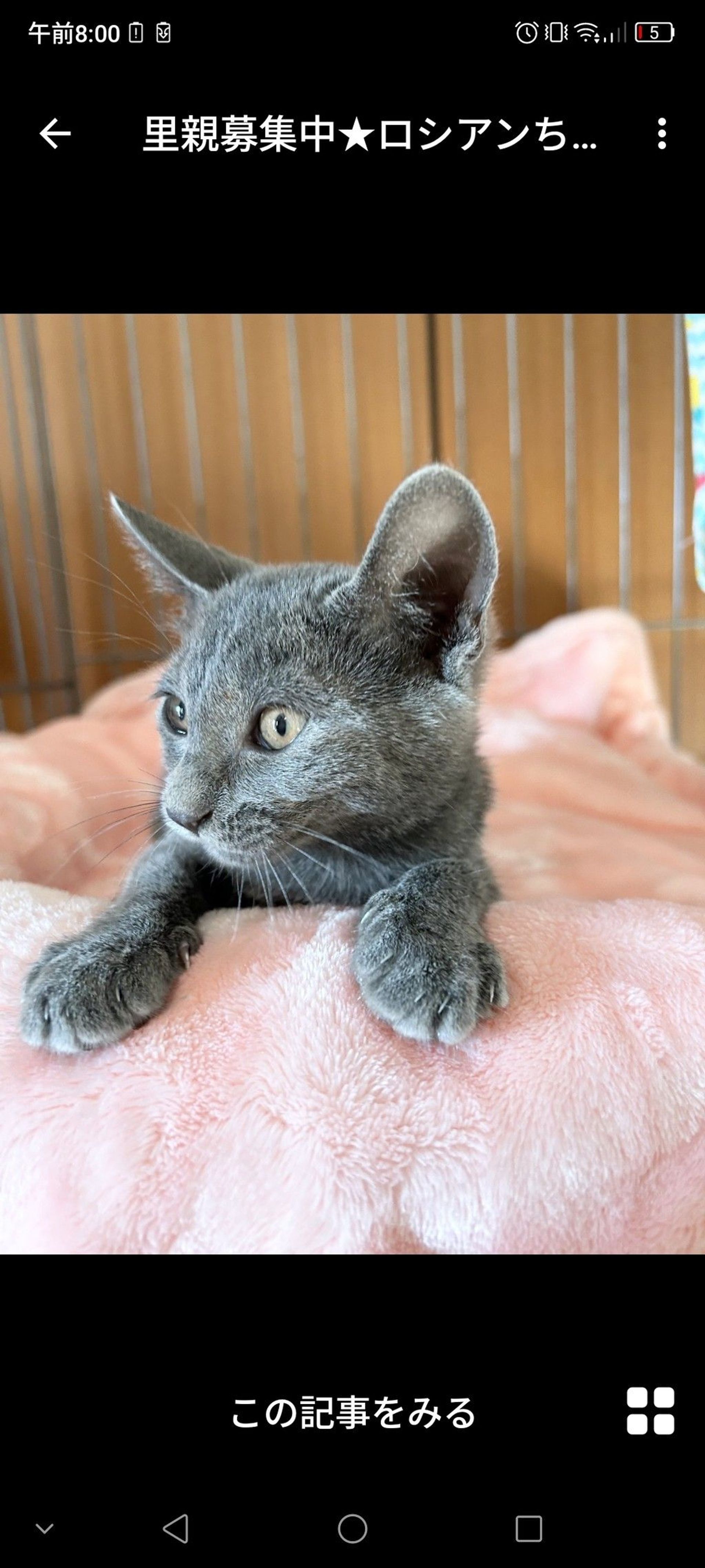 雑種（ミックス猫）・メスの里親募集の写真