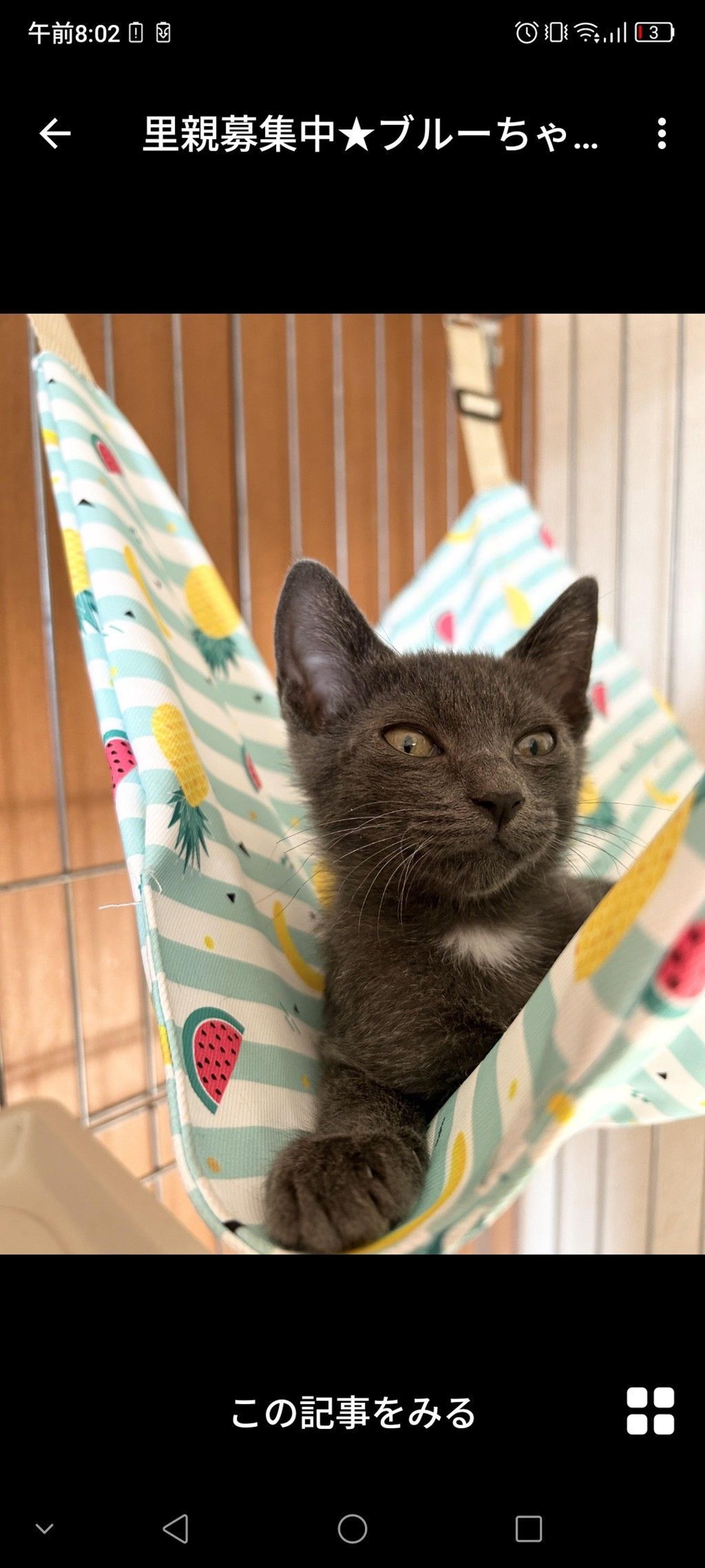 pet-image-3