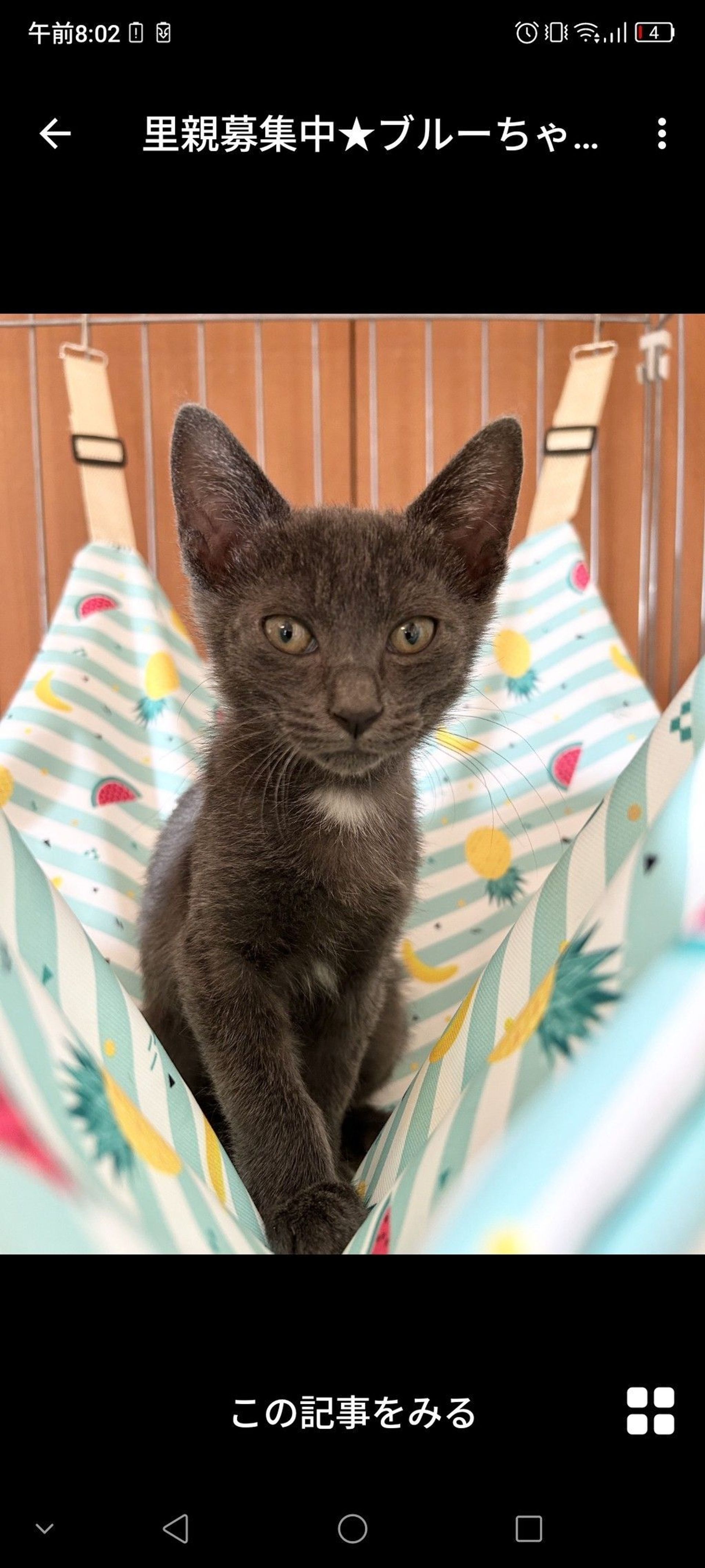 雑種（ミックス猫）・メスの里親募集の写真