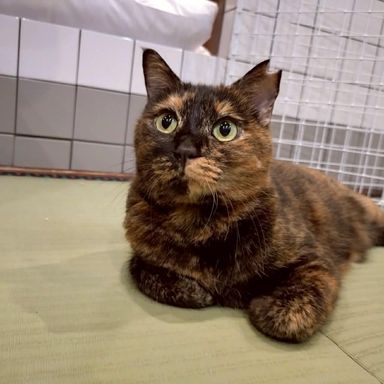 雑種（ミックス猫）・メスの里親募集の写真