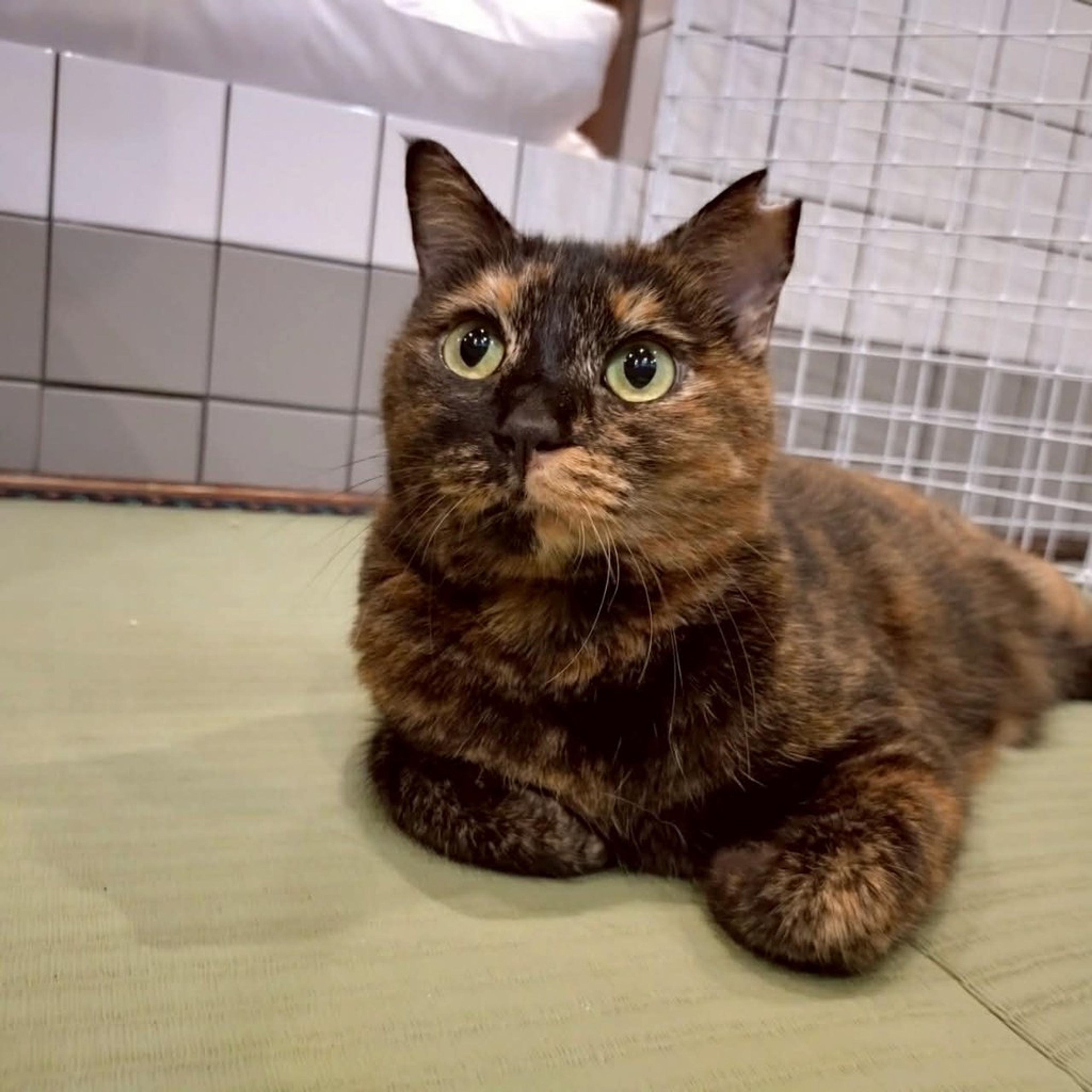 雑種（ミックス猫）・メスの里親募集の写真