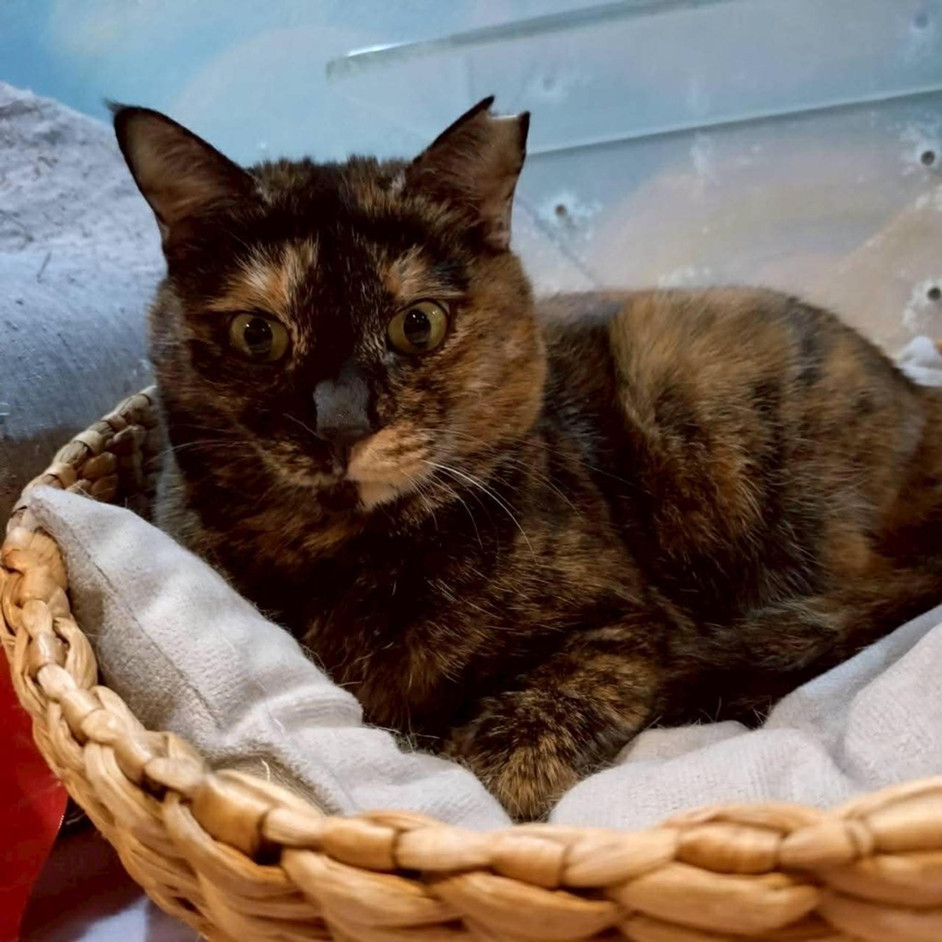 pet-image-3