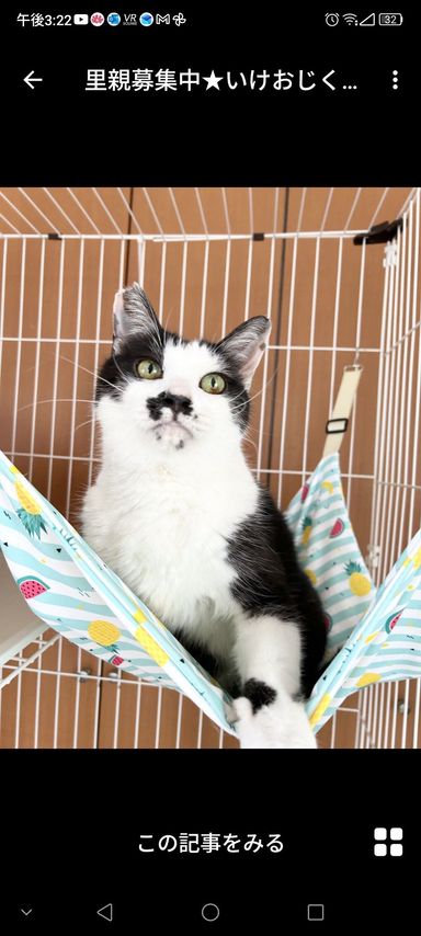 雑種（ミックス猫）・オスの里親募集の写真