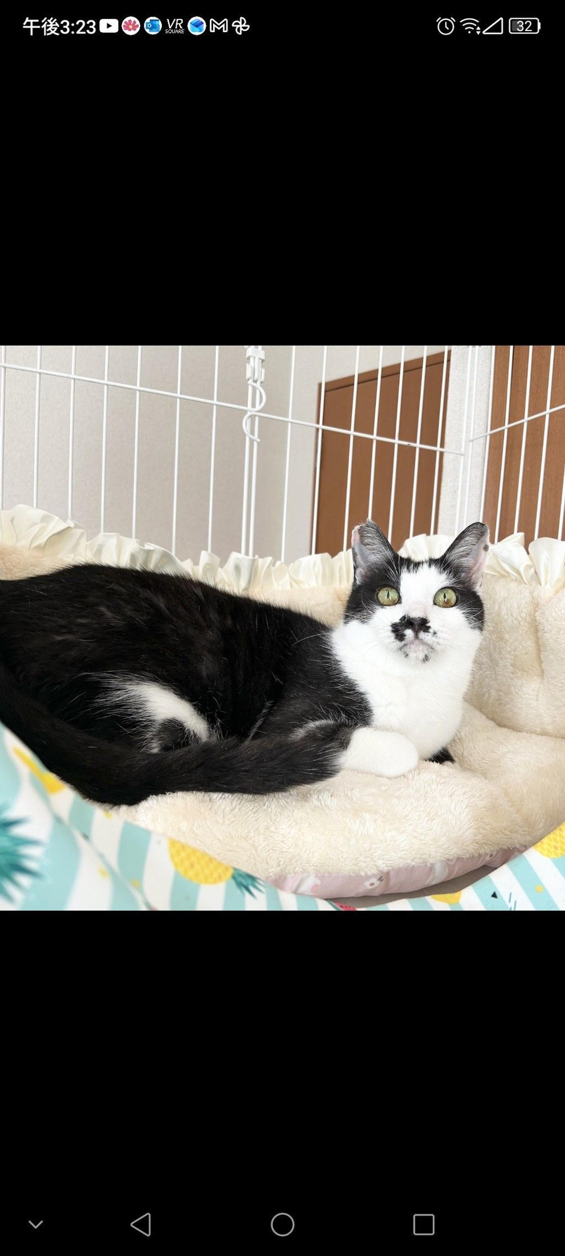 pet-image-3