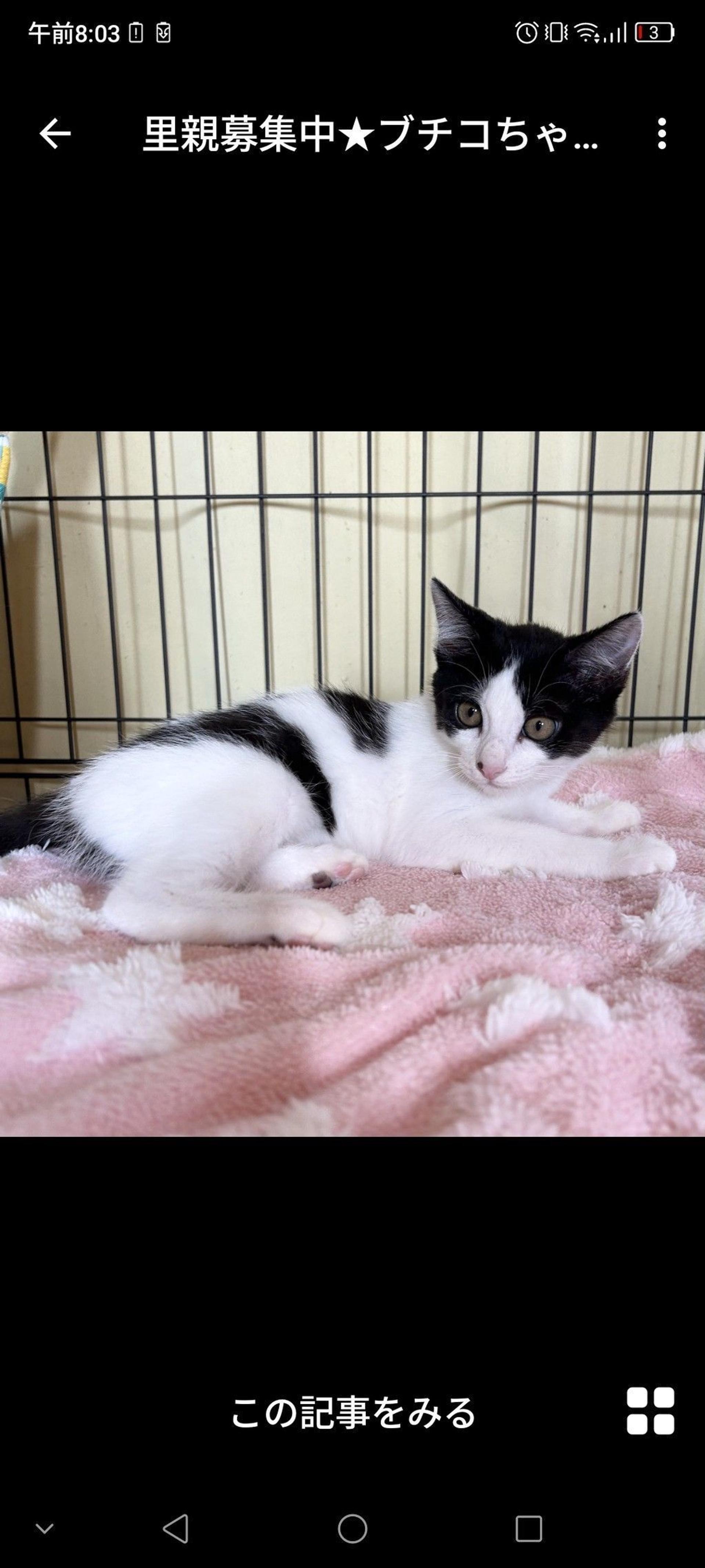 pet-image-3