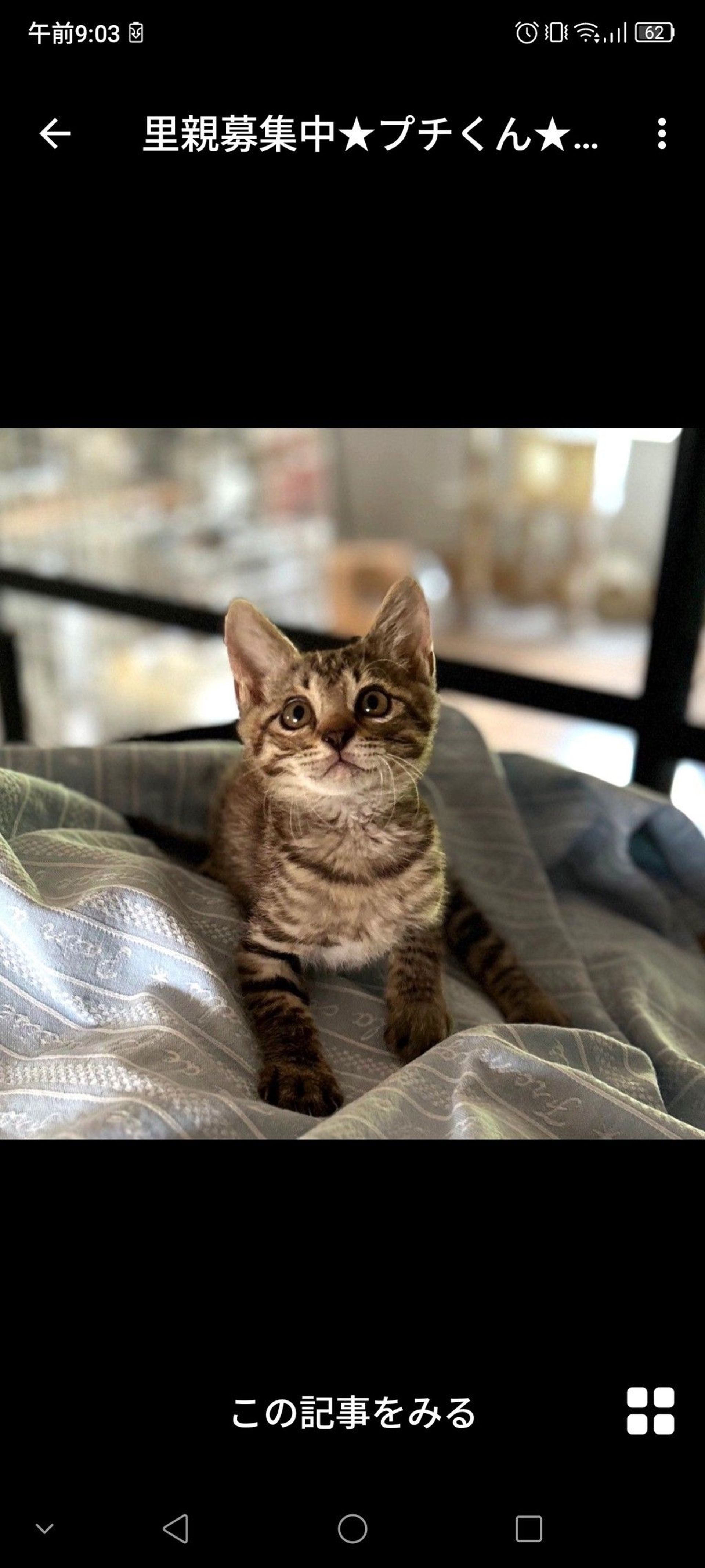 雑種（ミックス猫）・オスの里親募集の写真