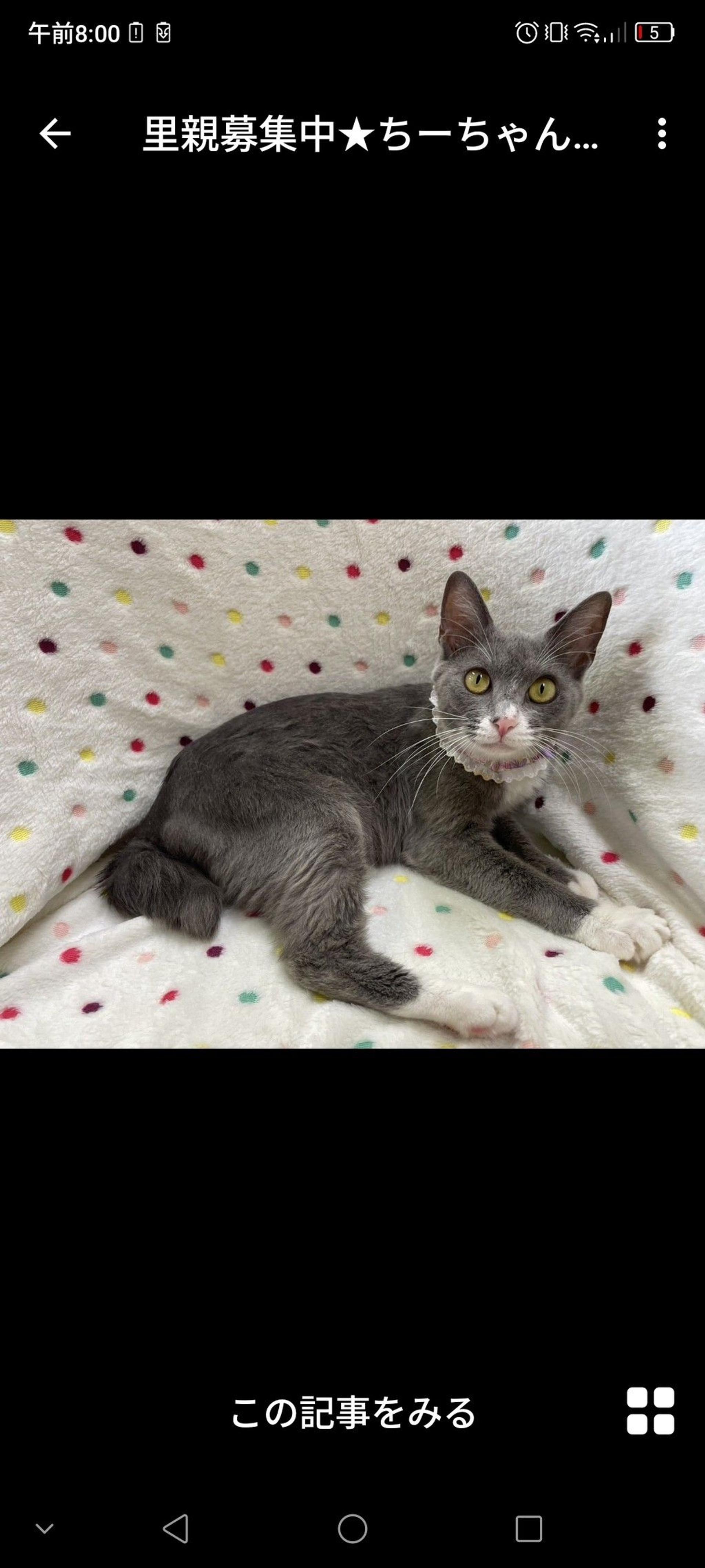 pet-image-3