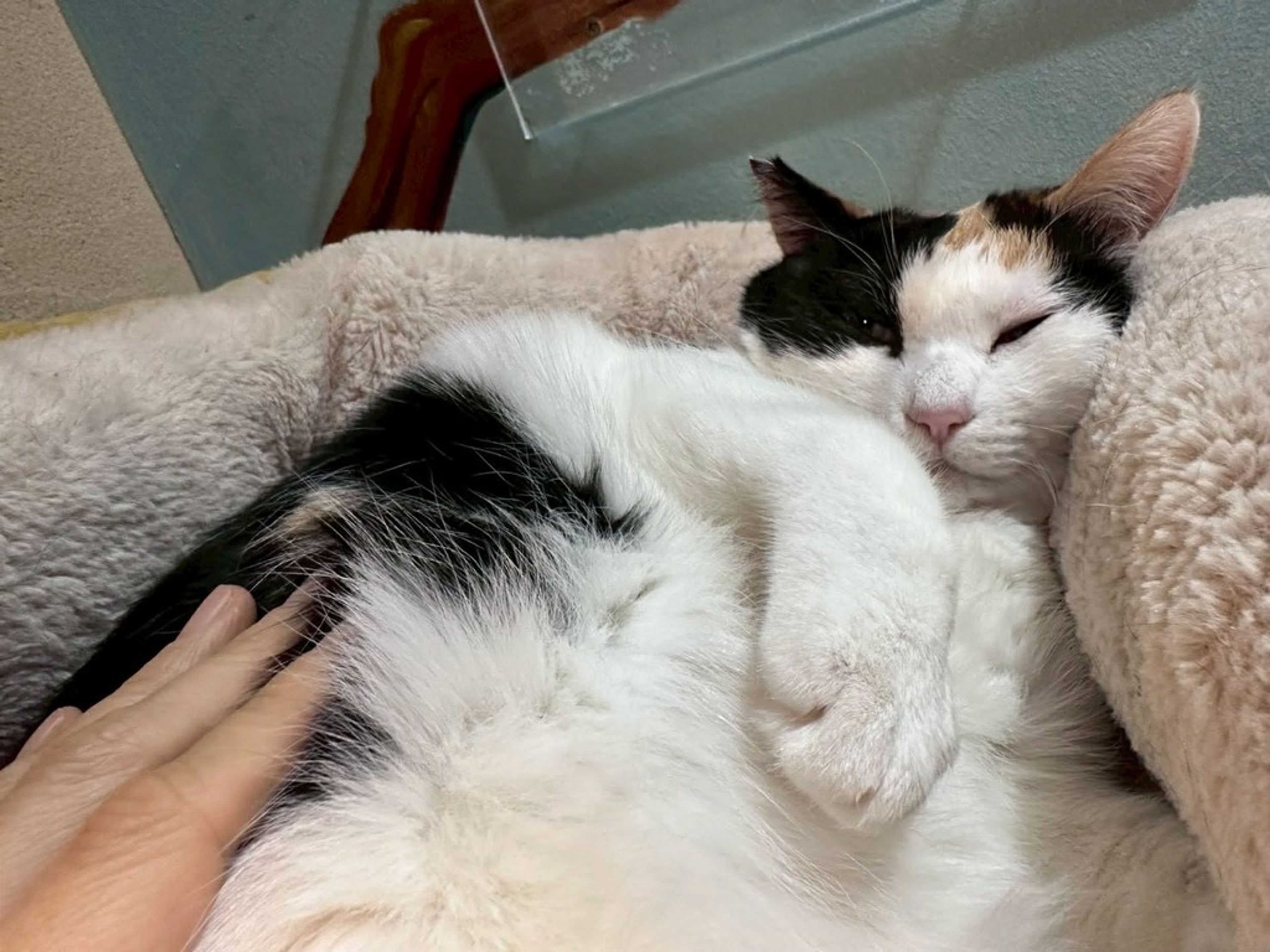 pet-image-2