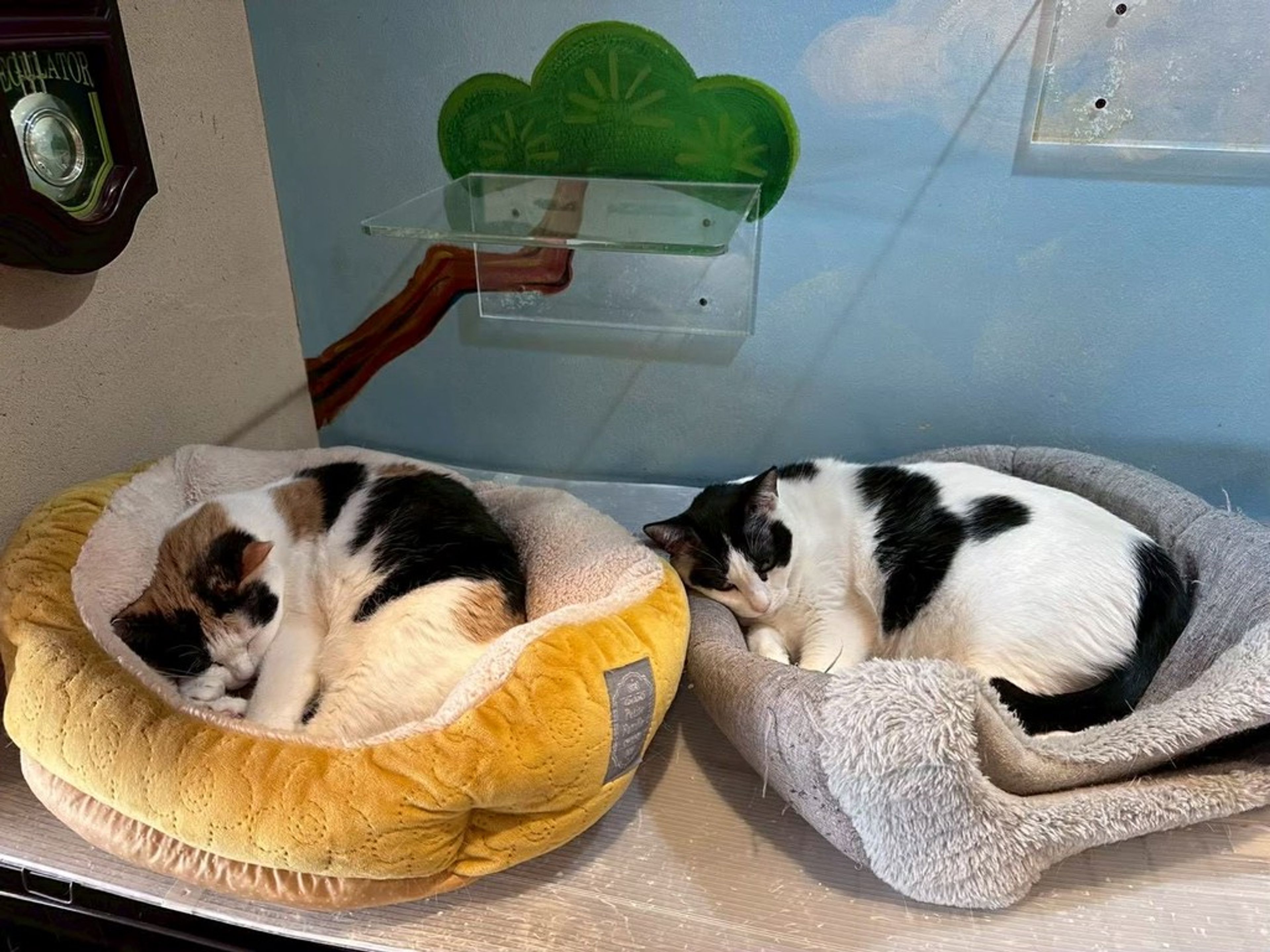 pet-image-3