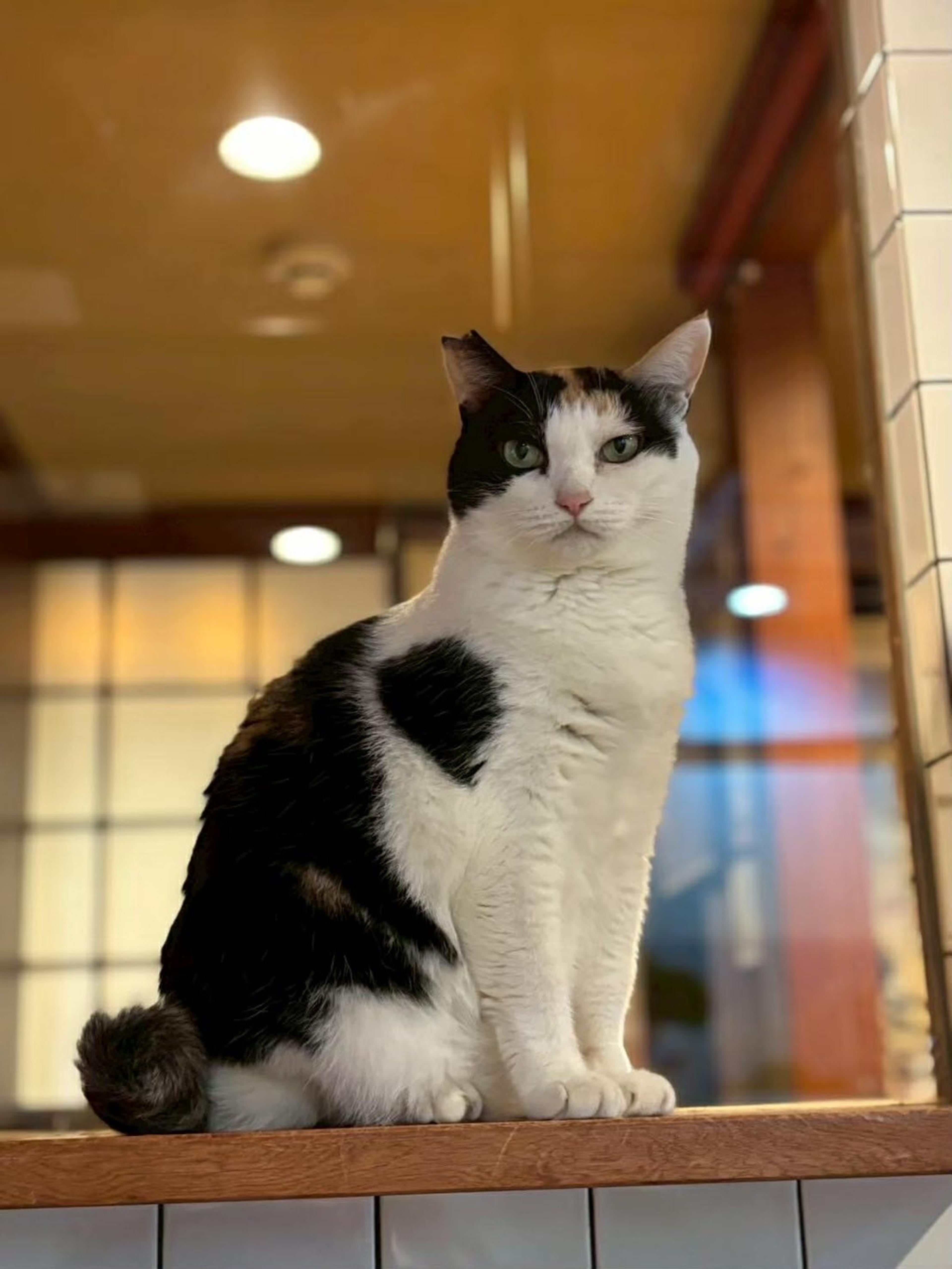 pet-image-5