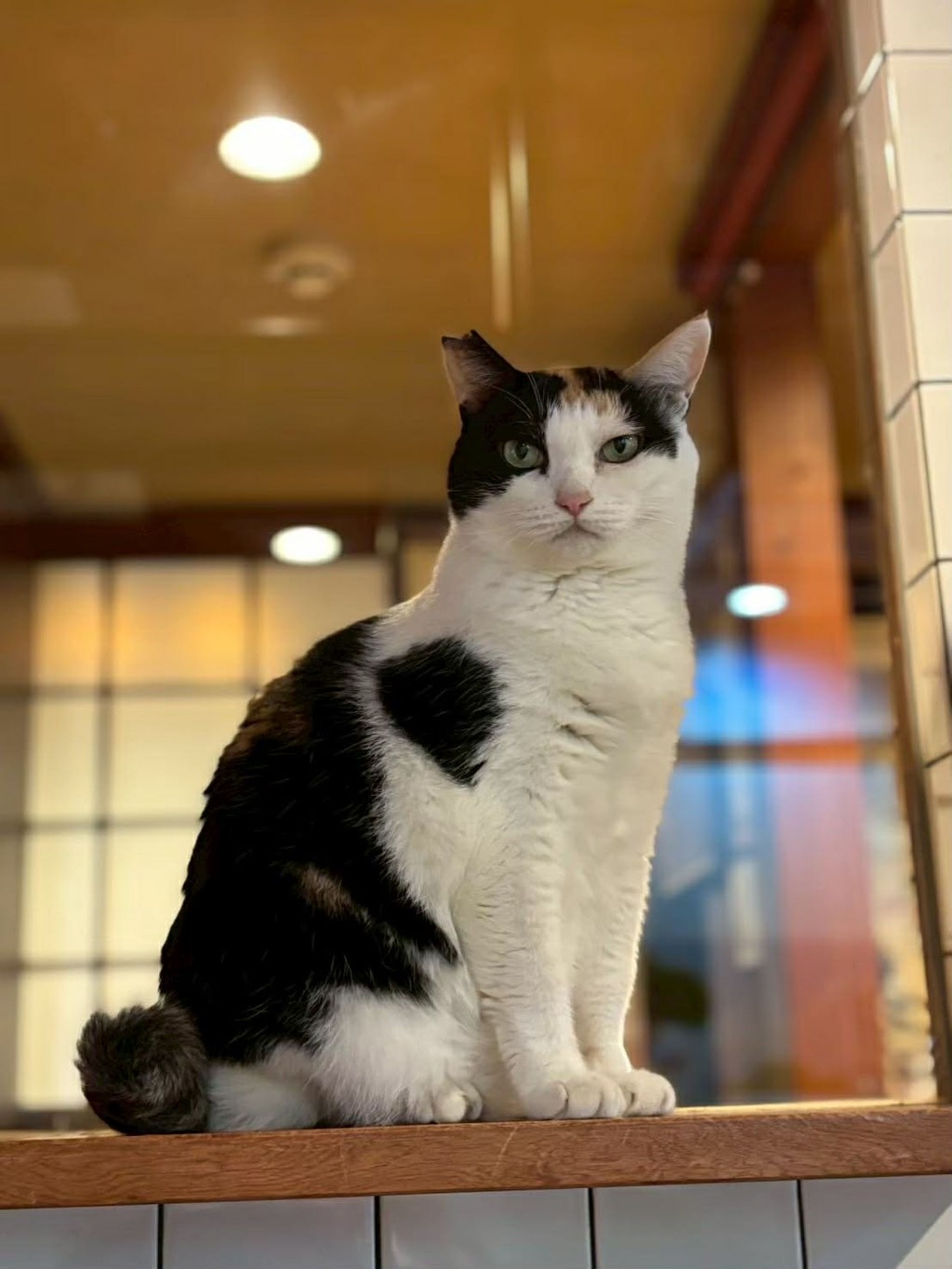 pet-image-5