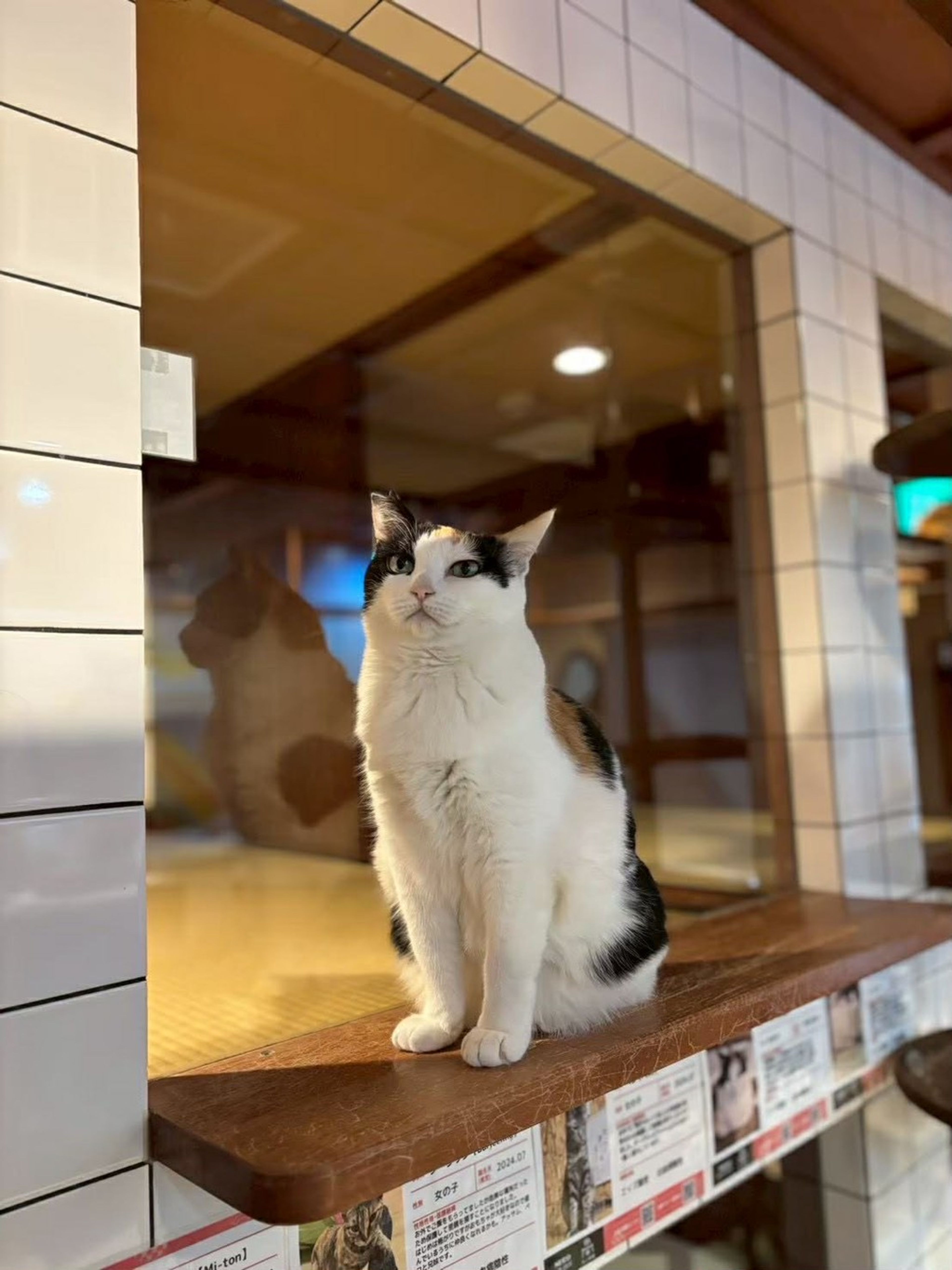 pet-image-6