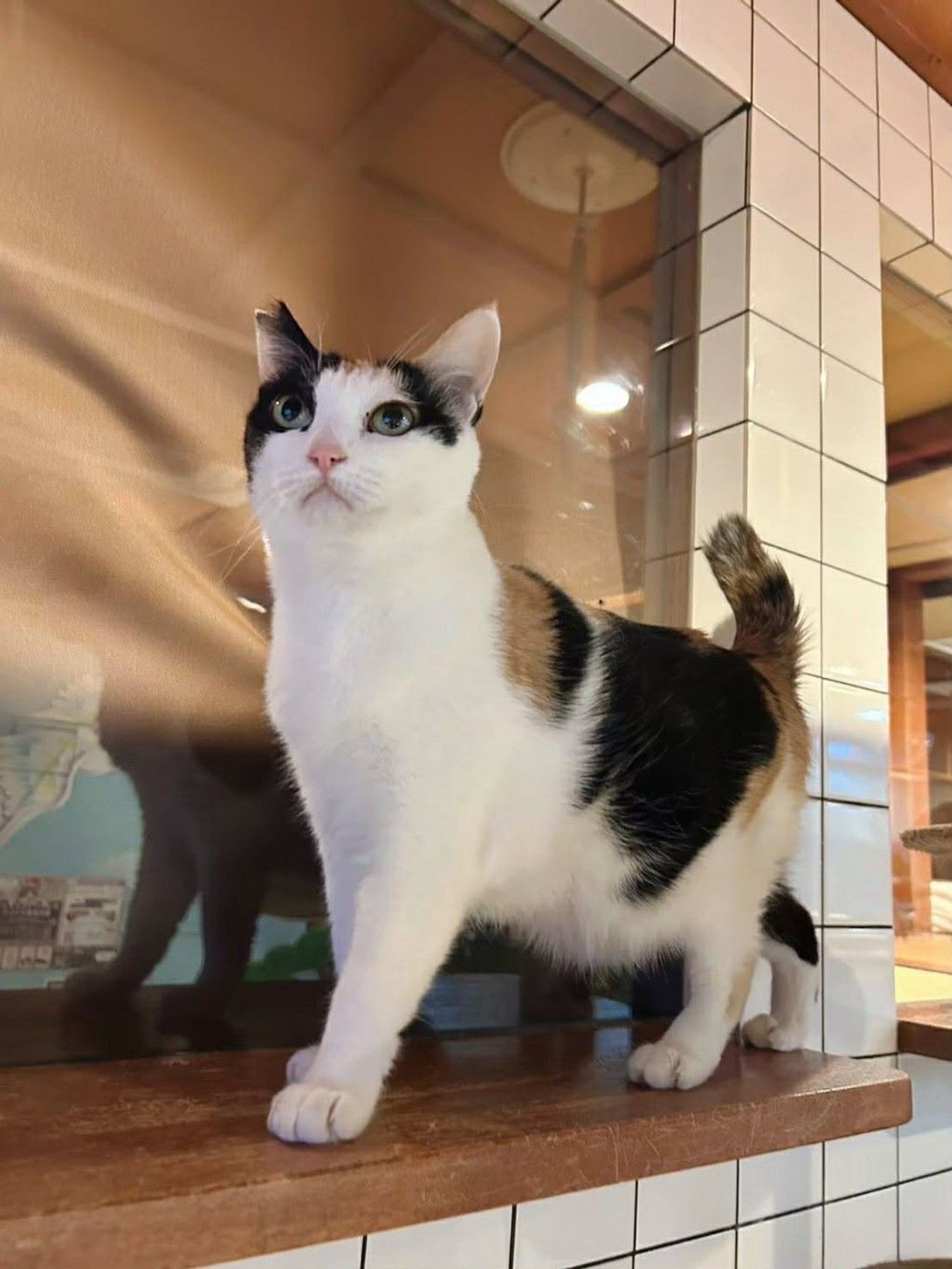 雑種（ミックス猫）・メスの里親募集の写真