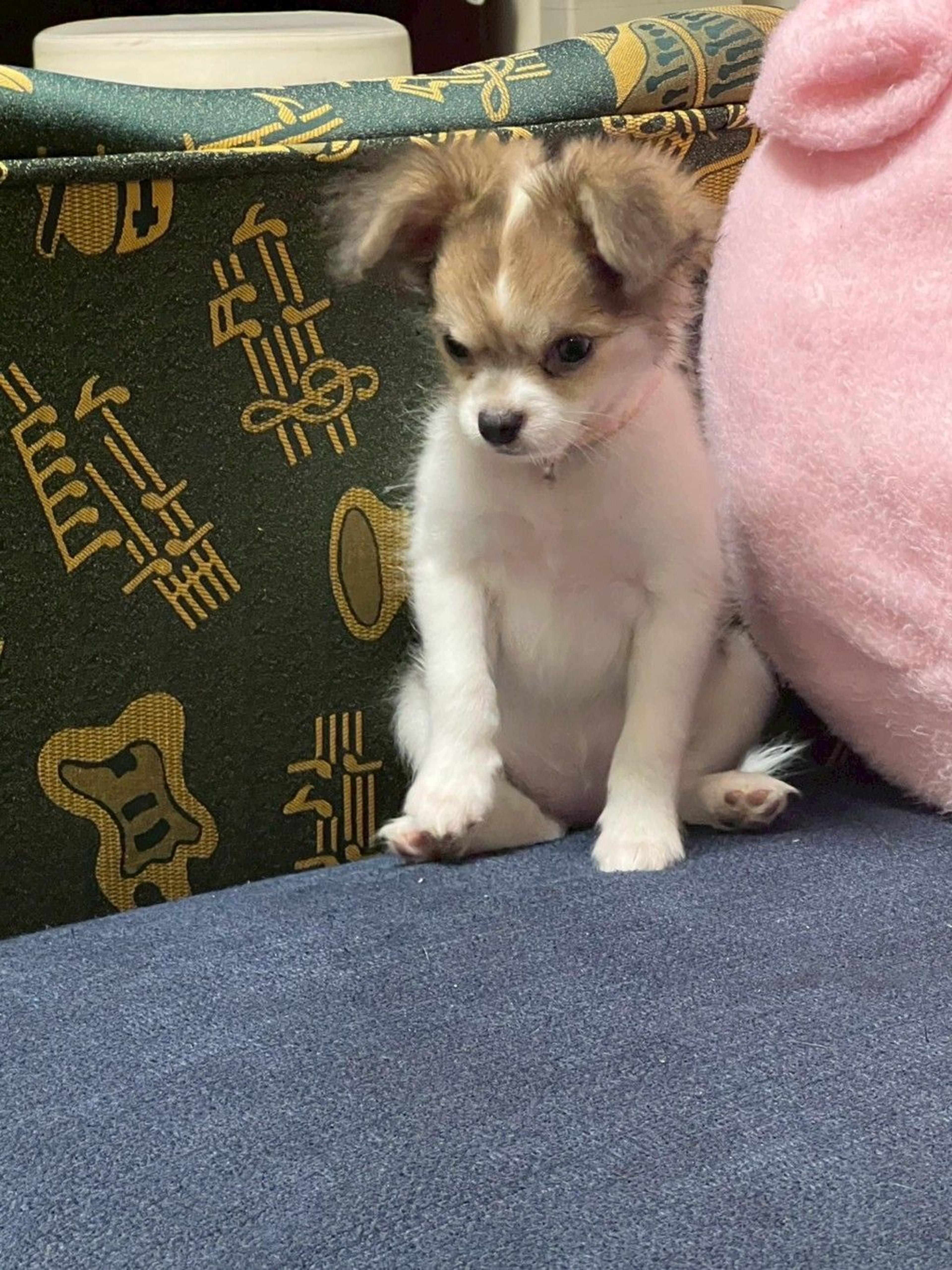 pet-image-3