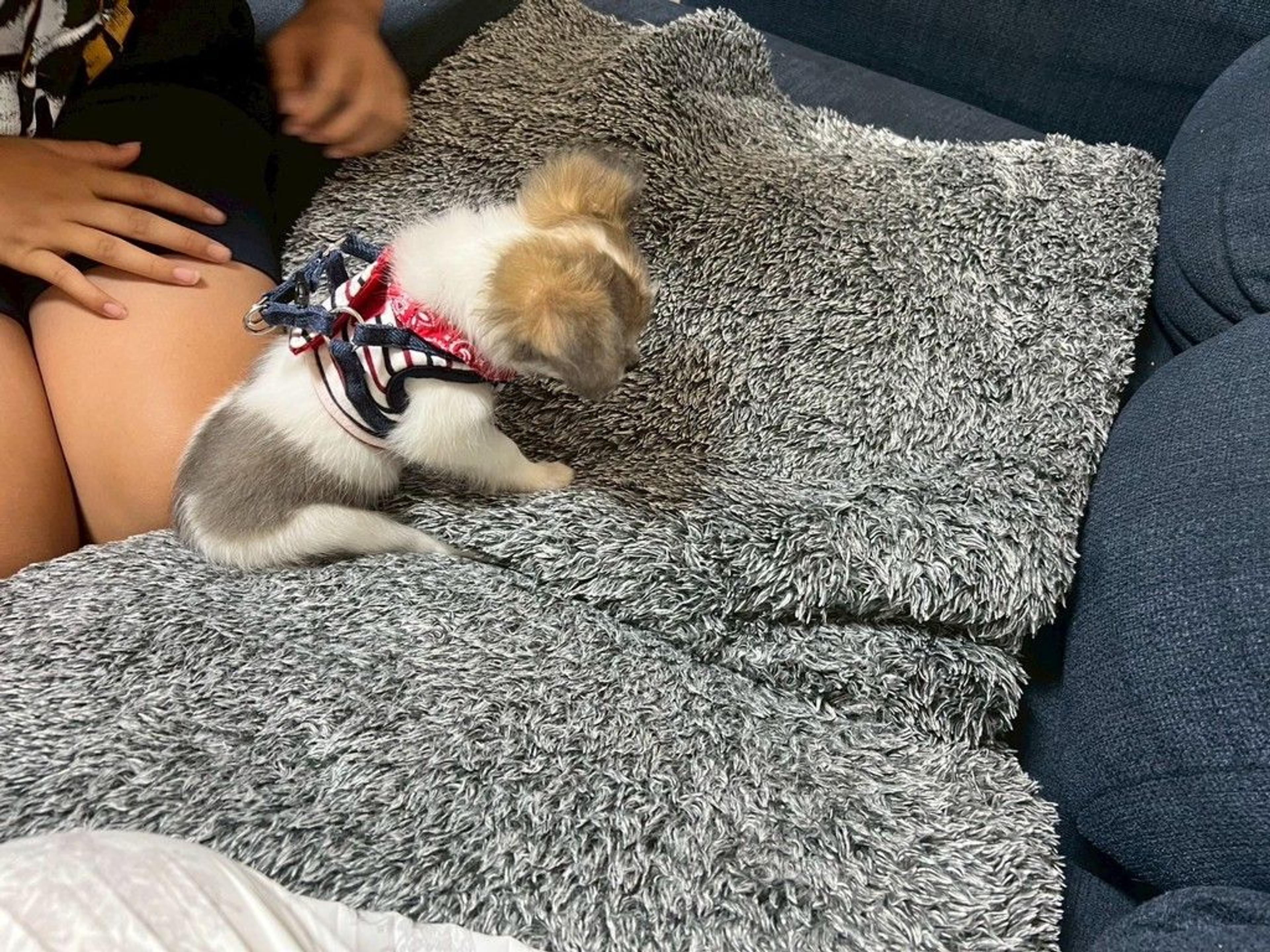 pet-image-5