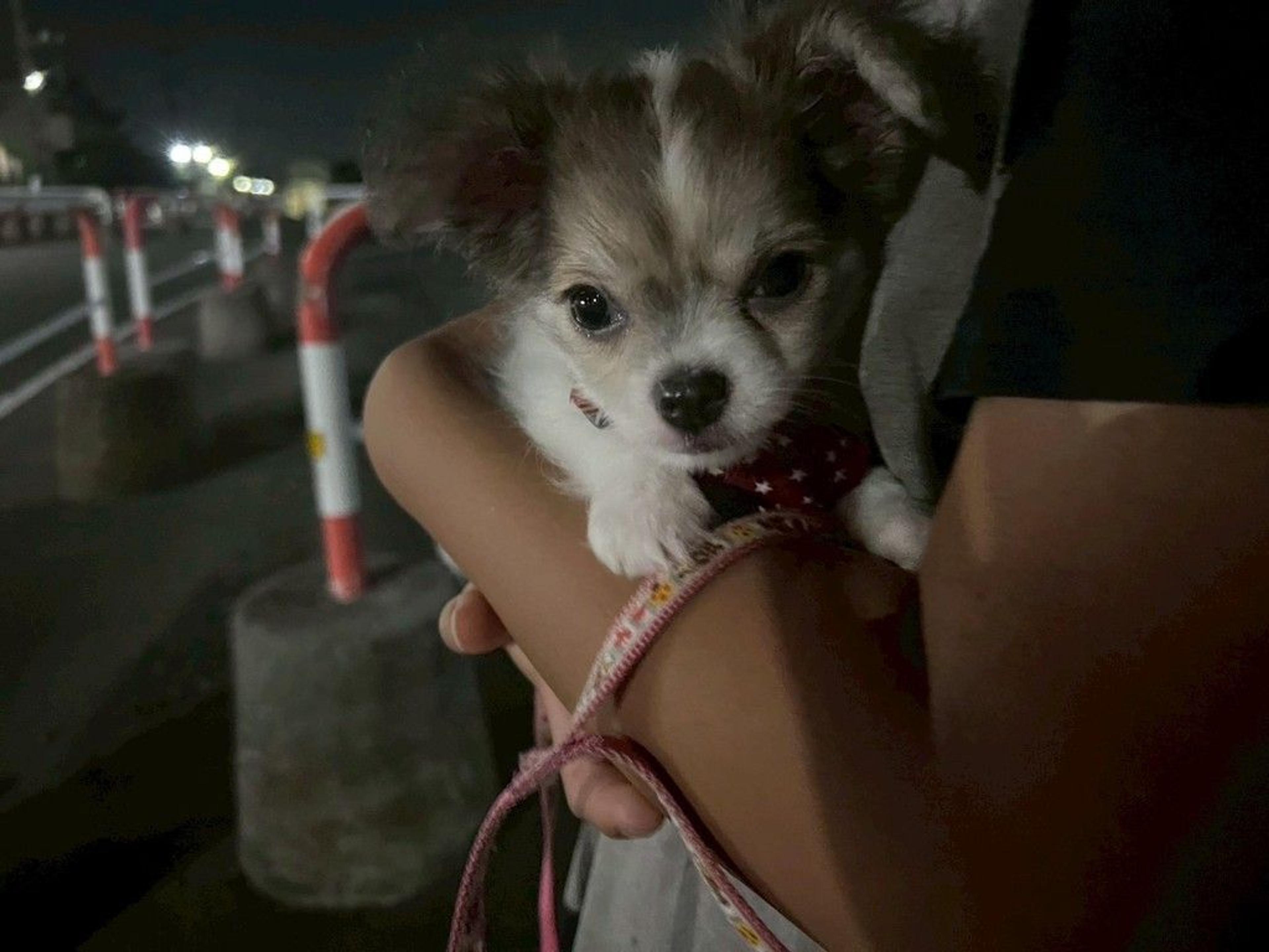 pet-image-7