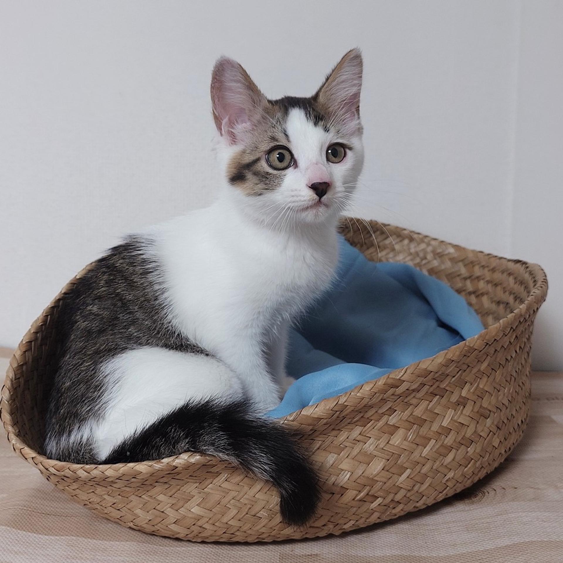 pet-image-6