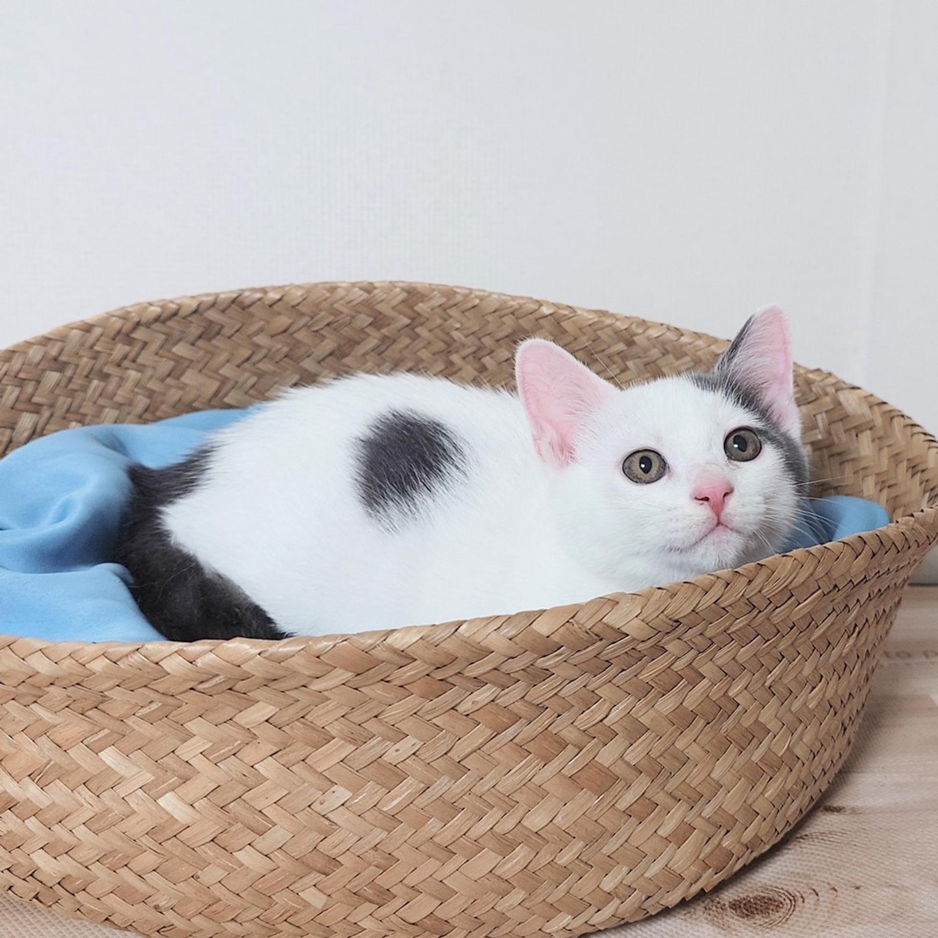 pet-image-7