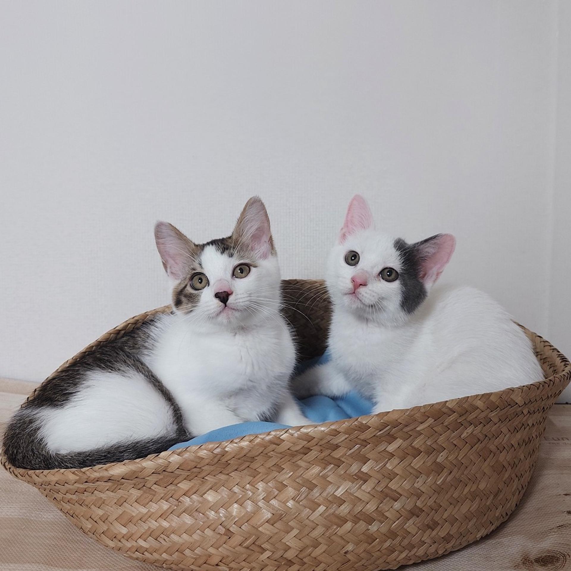 pet-image-10