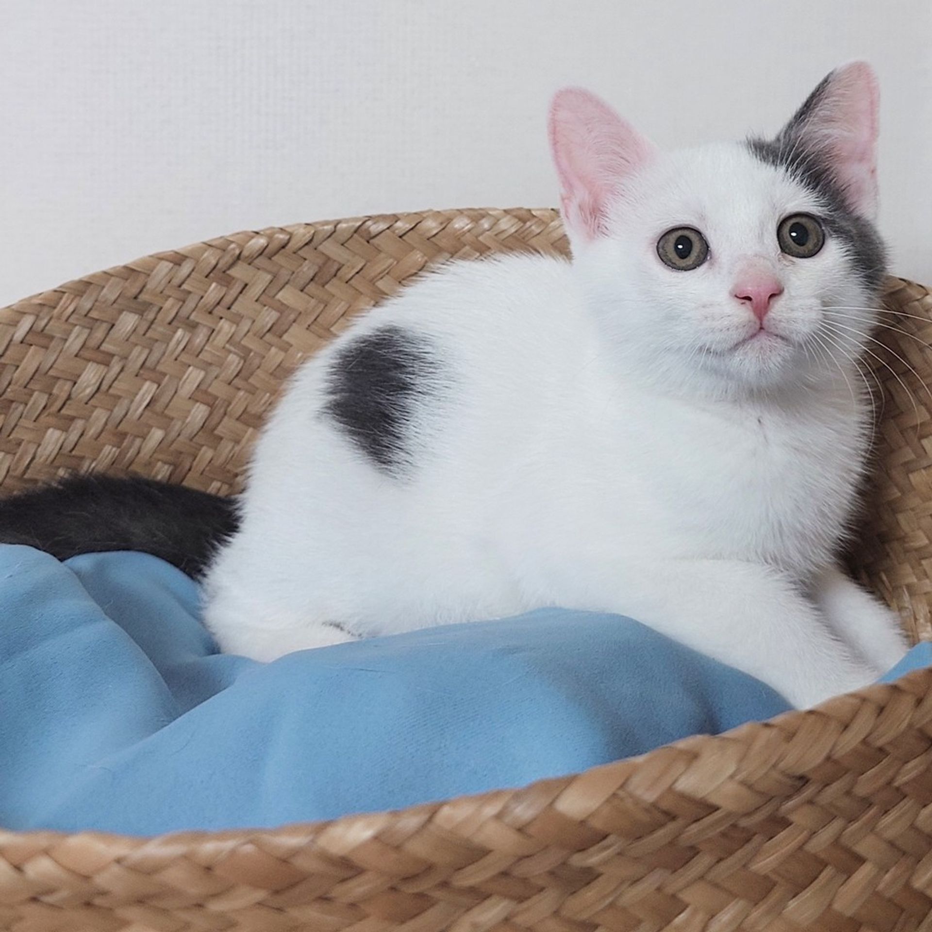 雑種（ミックス猫）・オスの里親募集の写真