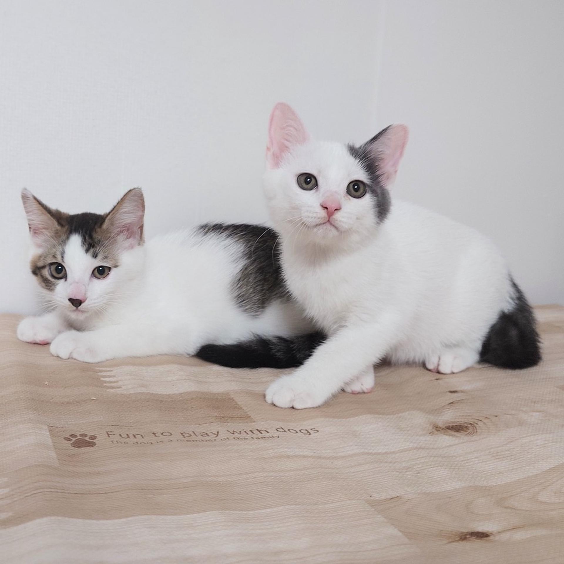 pet-image-4