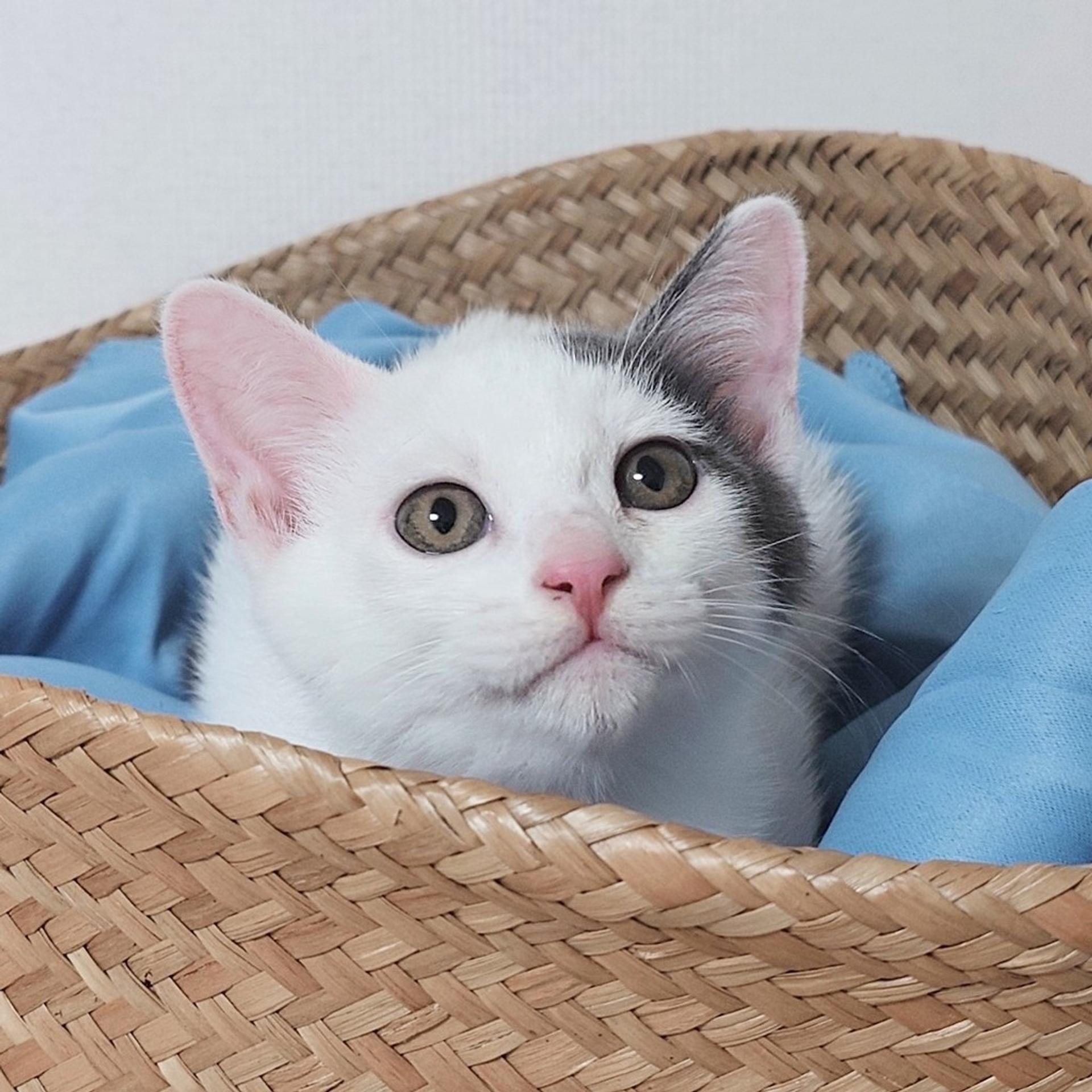 pet-image-5