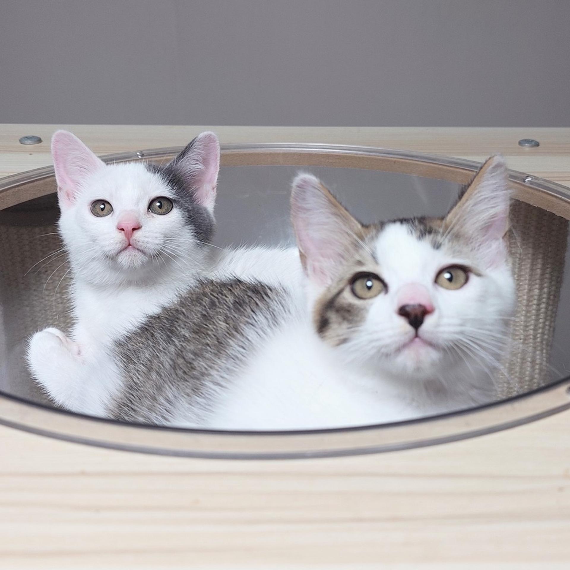 pet-image-8