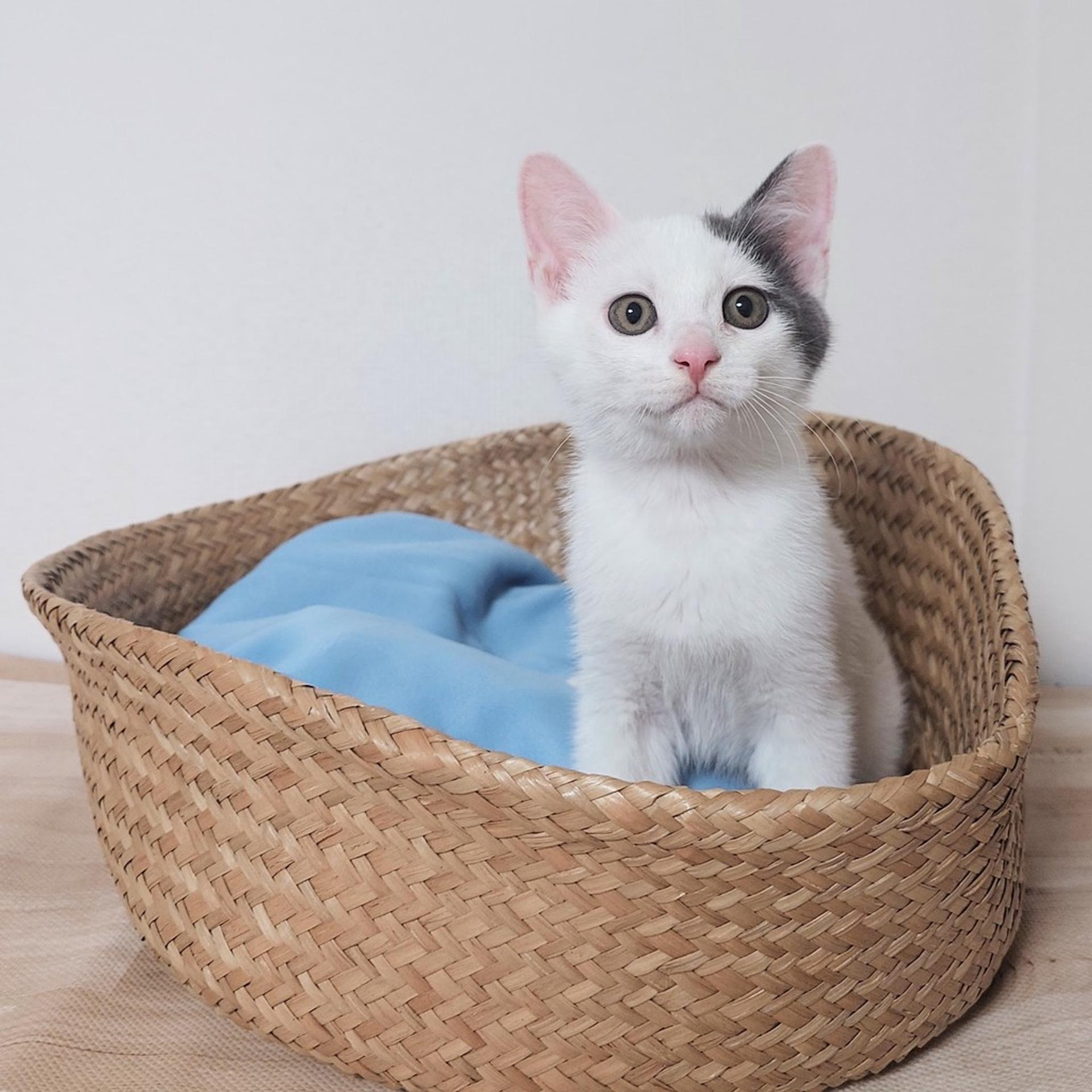 pet-image-10