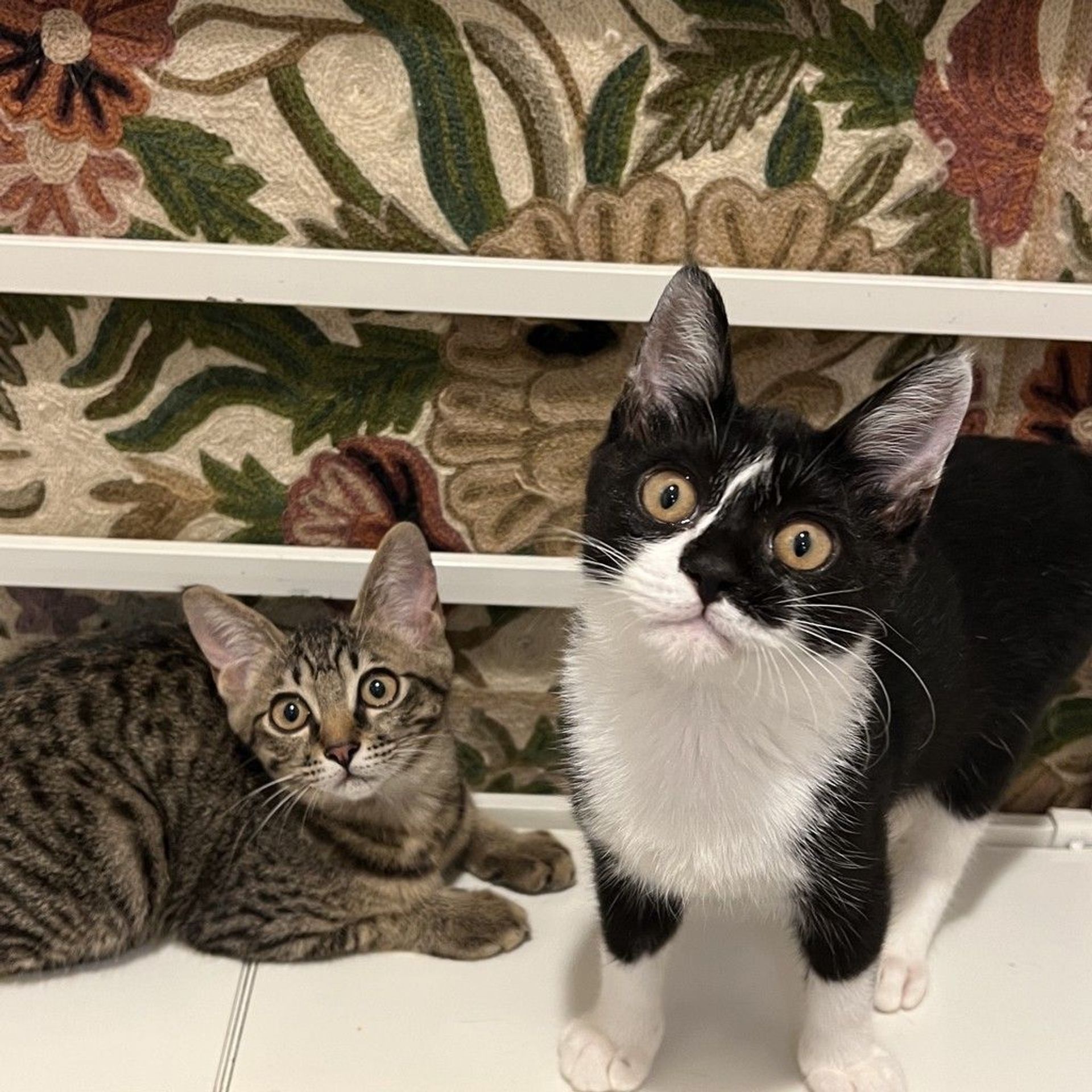 雑種（ミックス猫）・オスの里親募集の写真