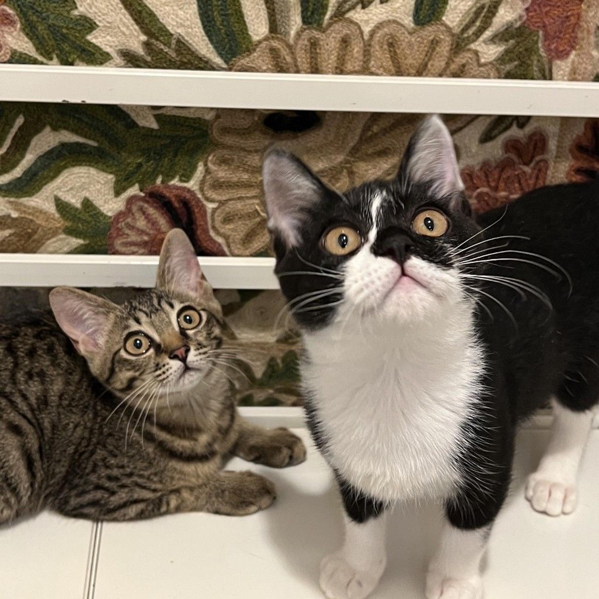 pet-image-9