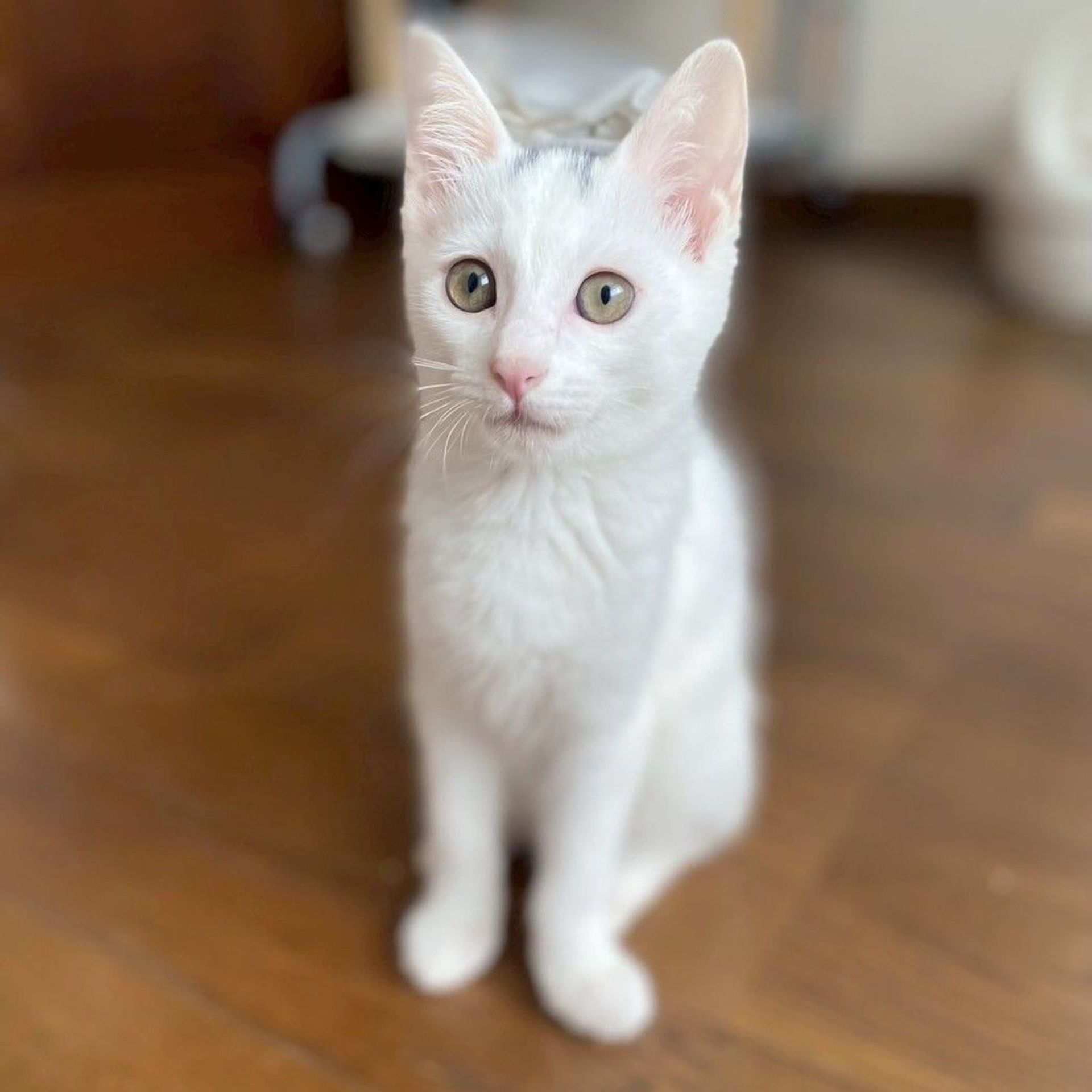 雑種（ミックス猫）・メスの里親募集の写真