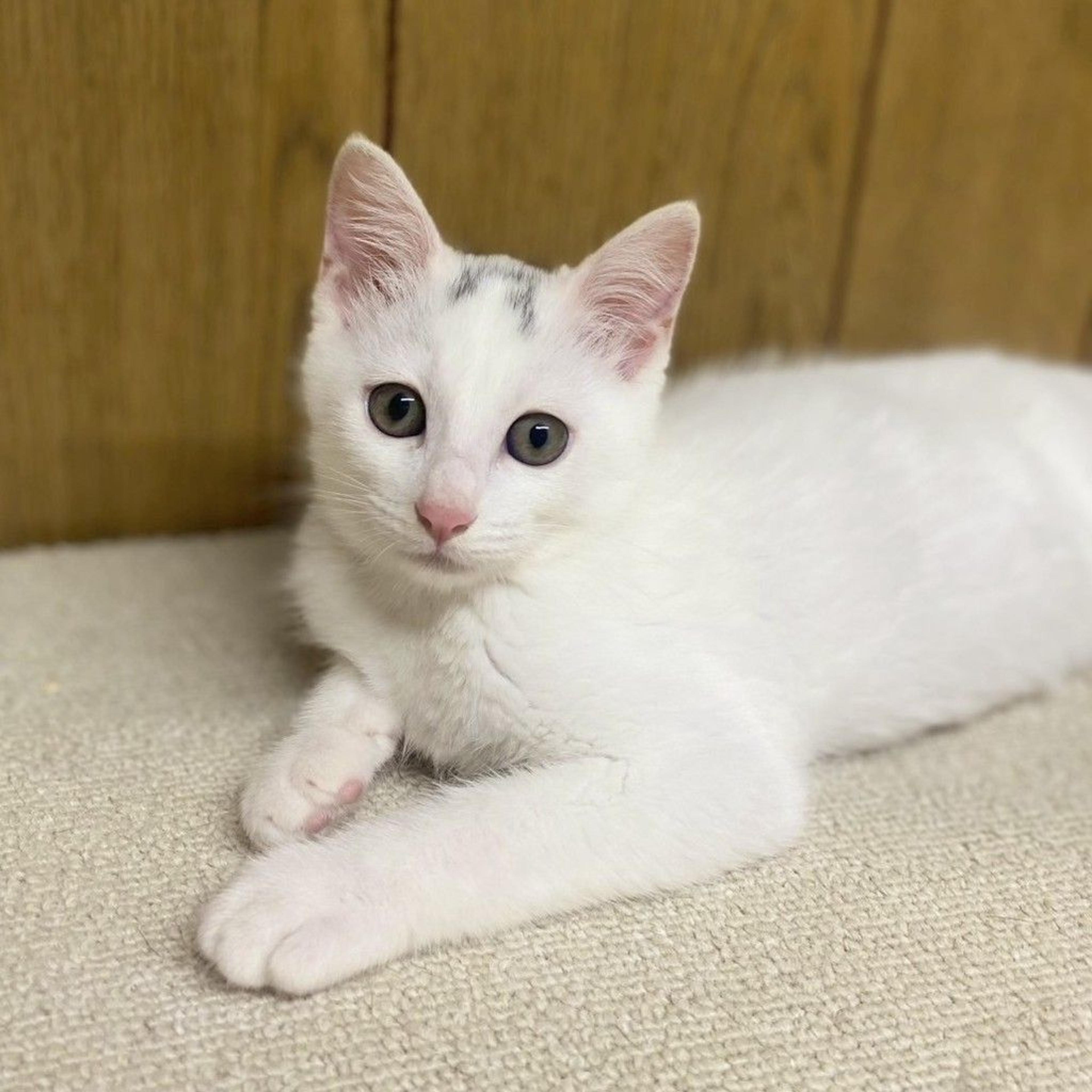 pet-image-2