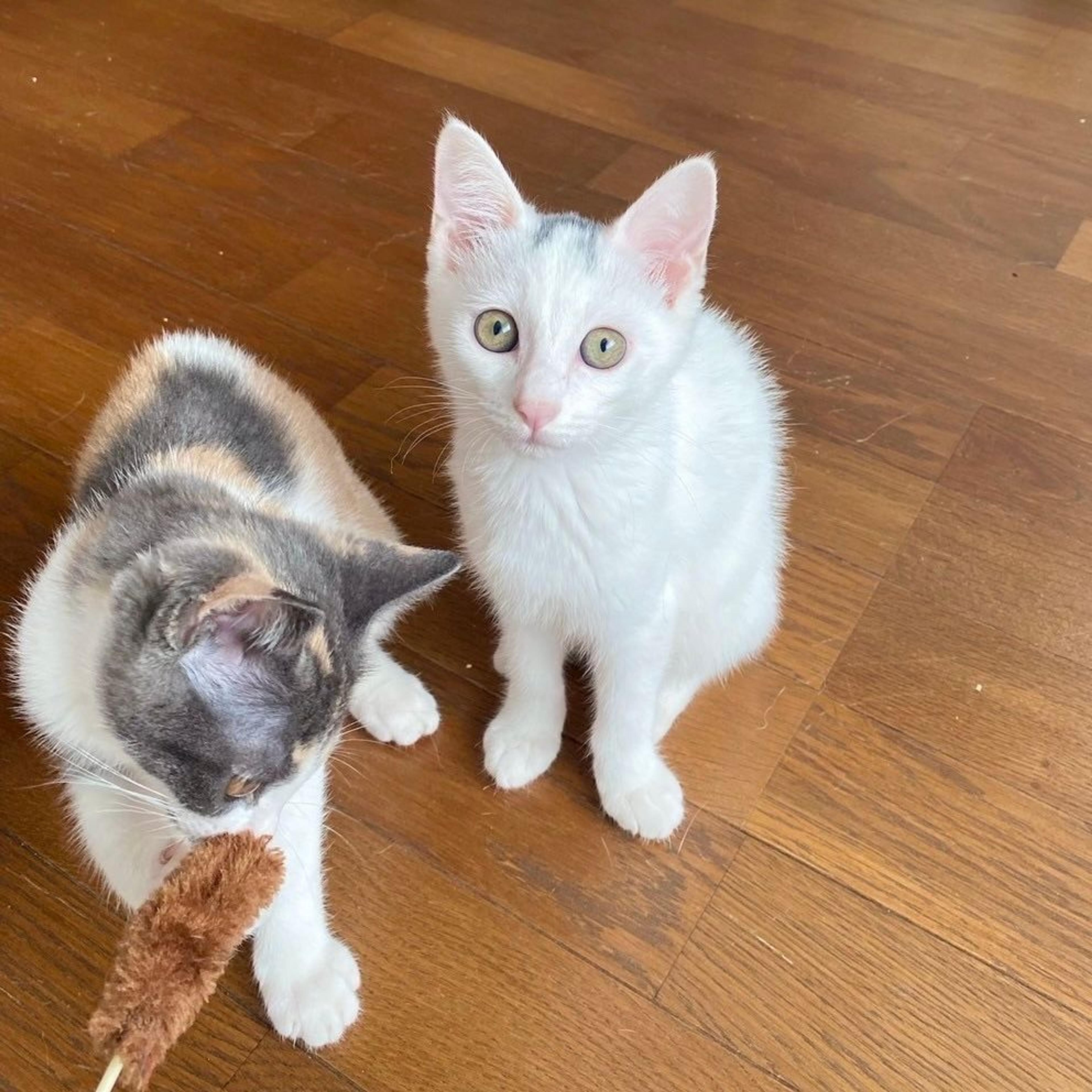 pet-image-3