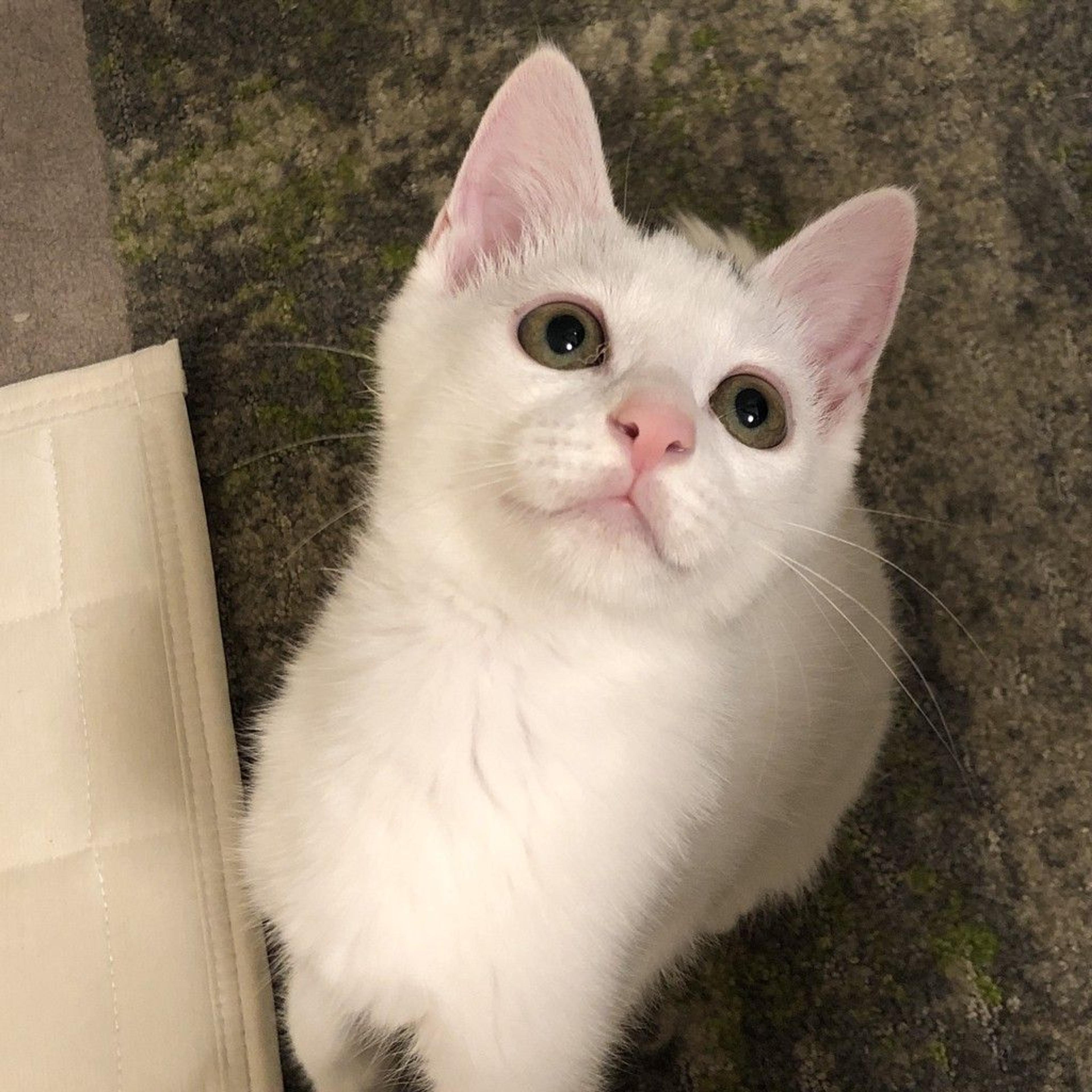 pet-image-4