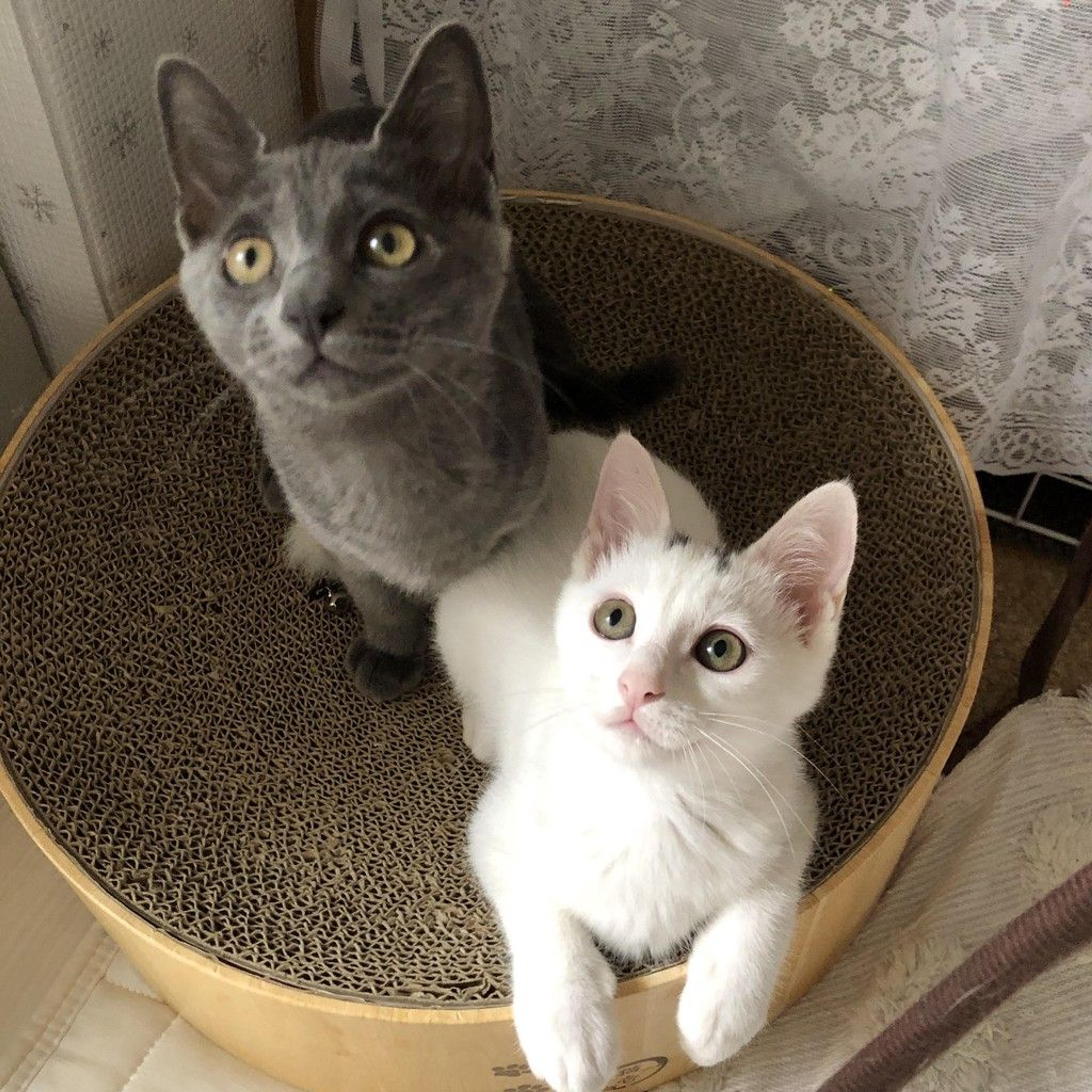 pet-image-5