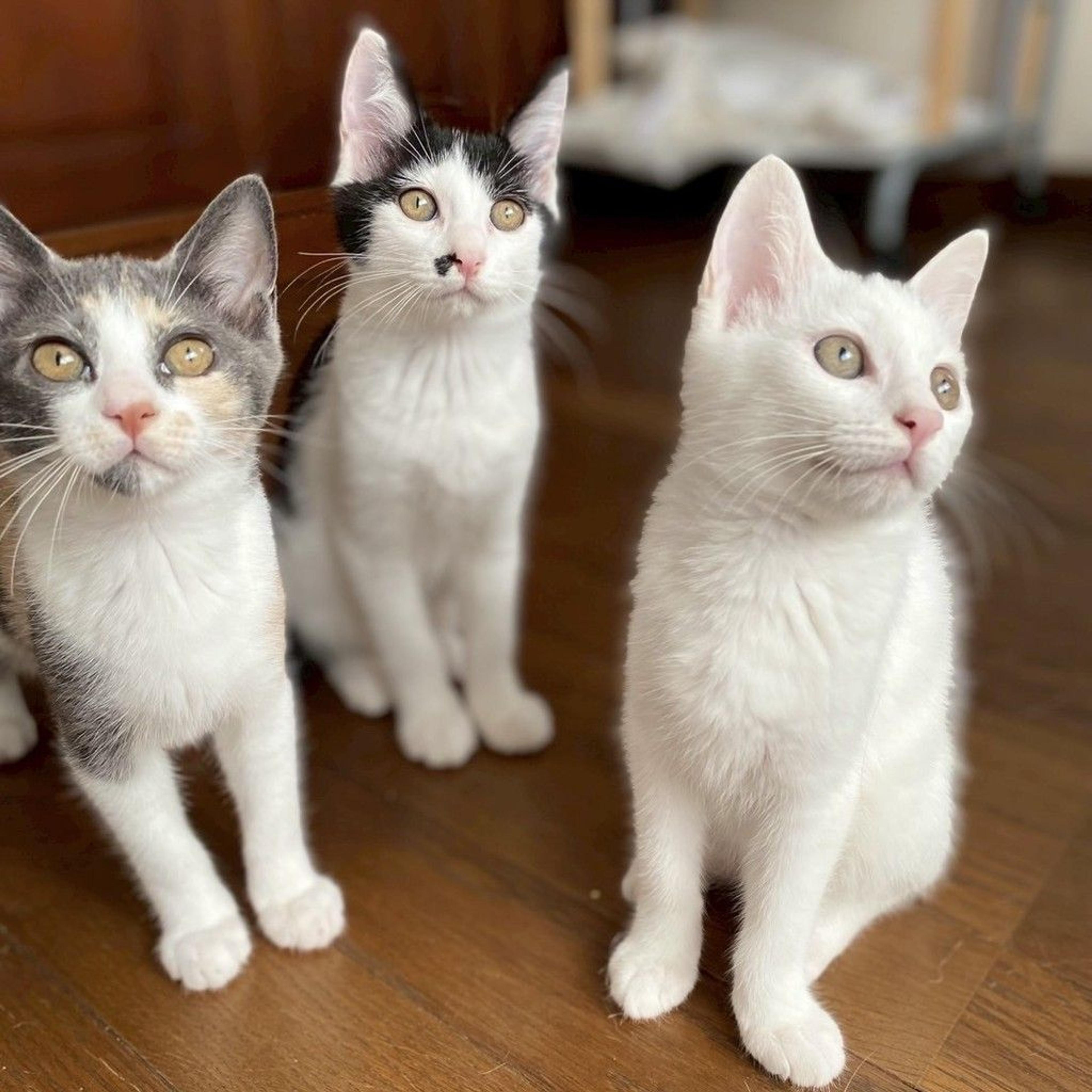 pet-image-6