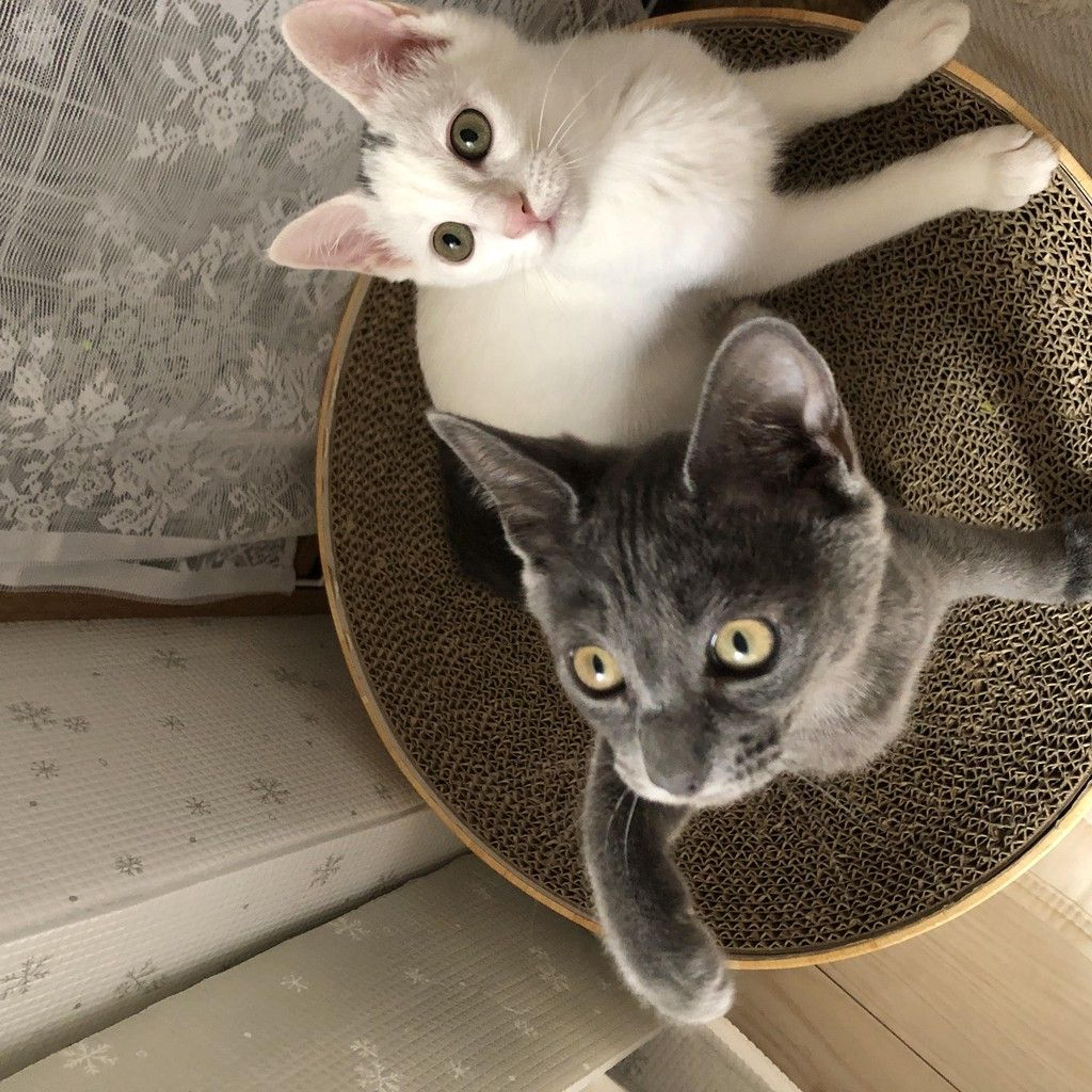 pet-image-7