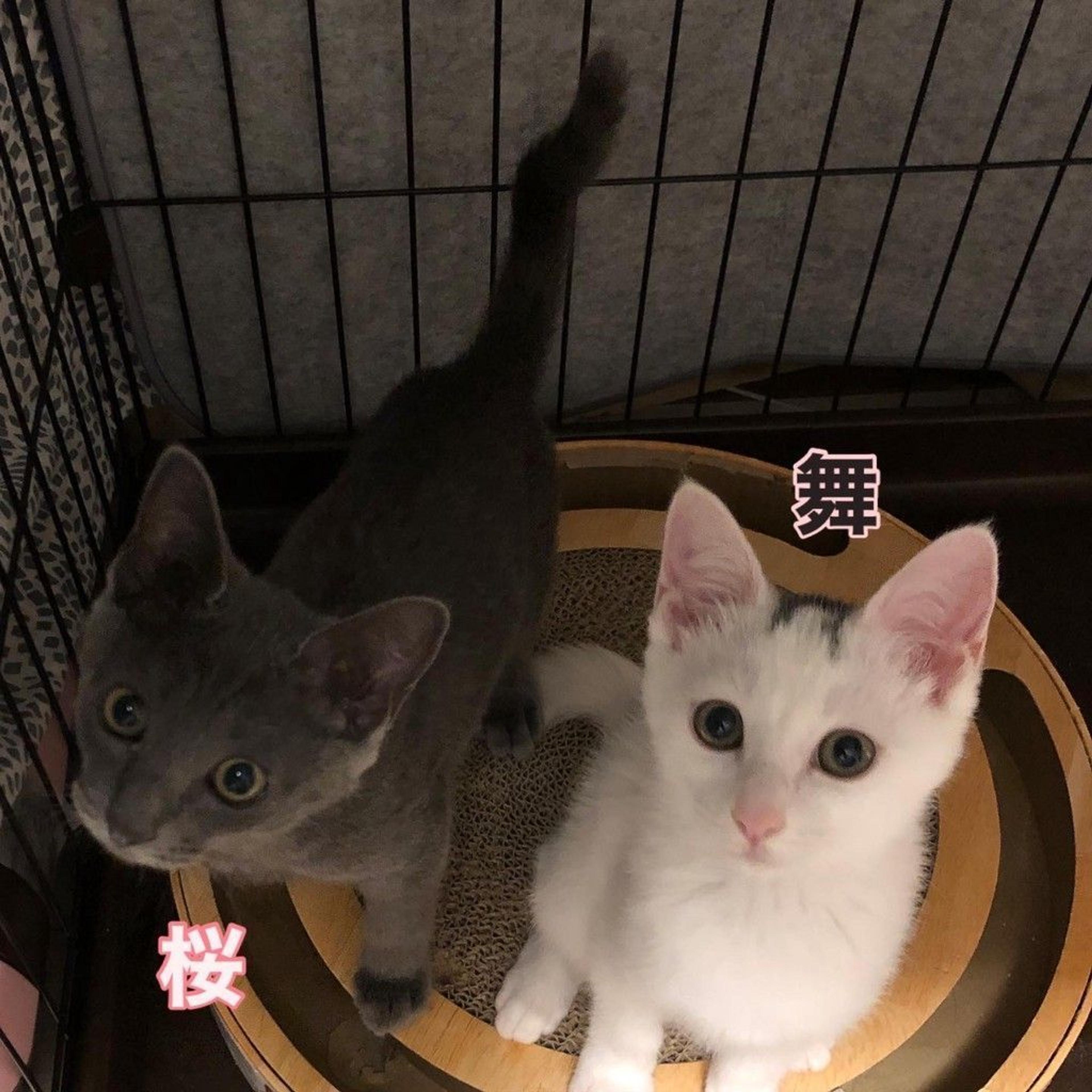 pet-image-8