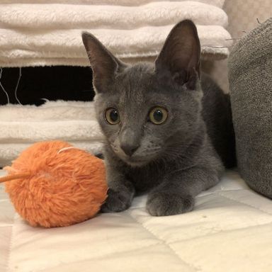 雑種（ミックス猫）・メスの里親募集の写真