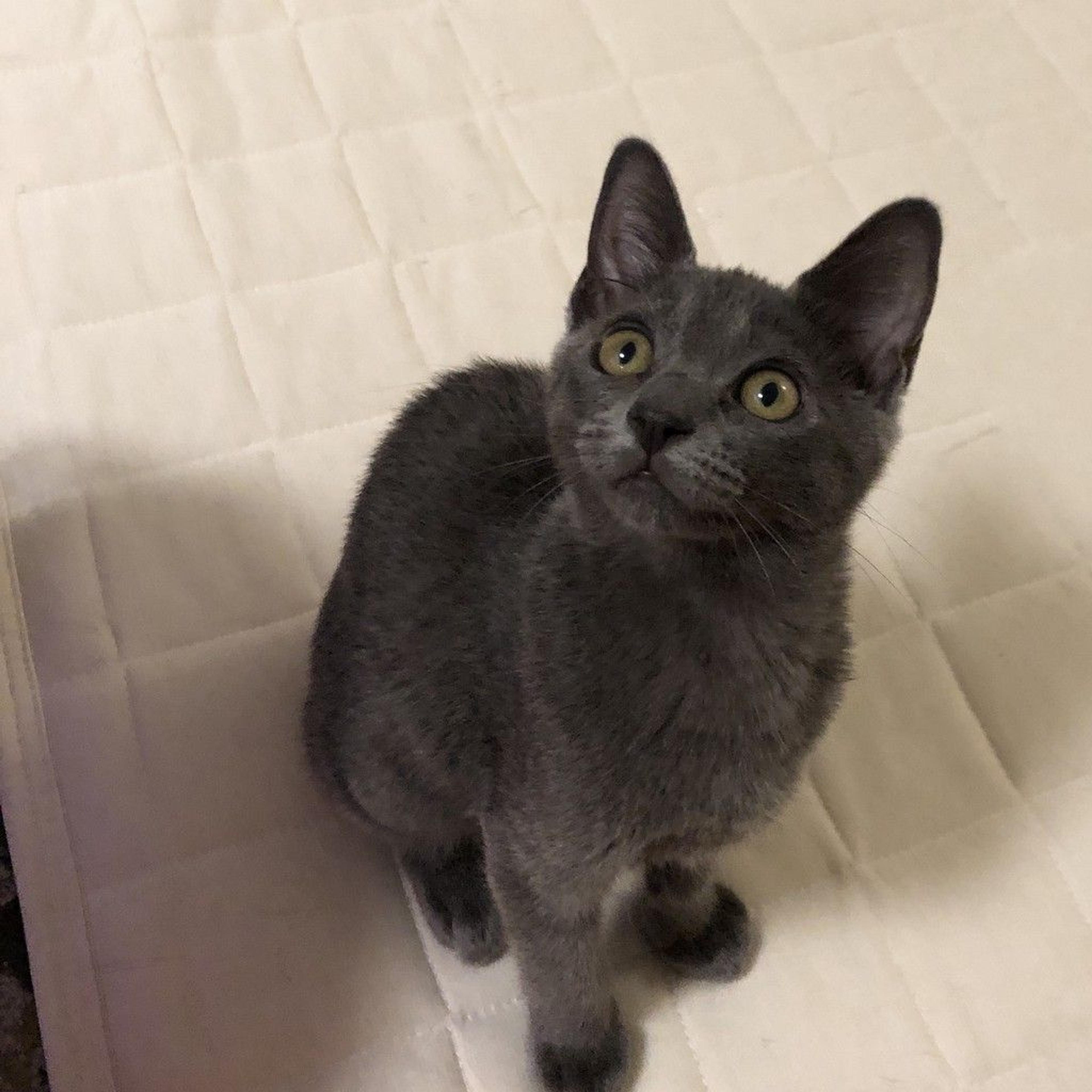 pet-image-2