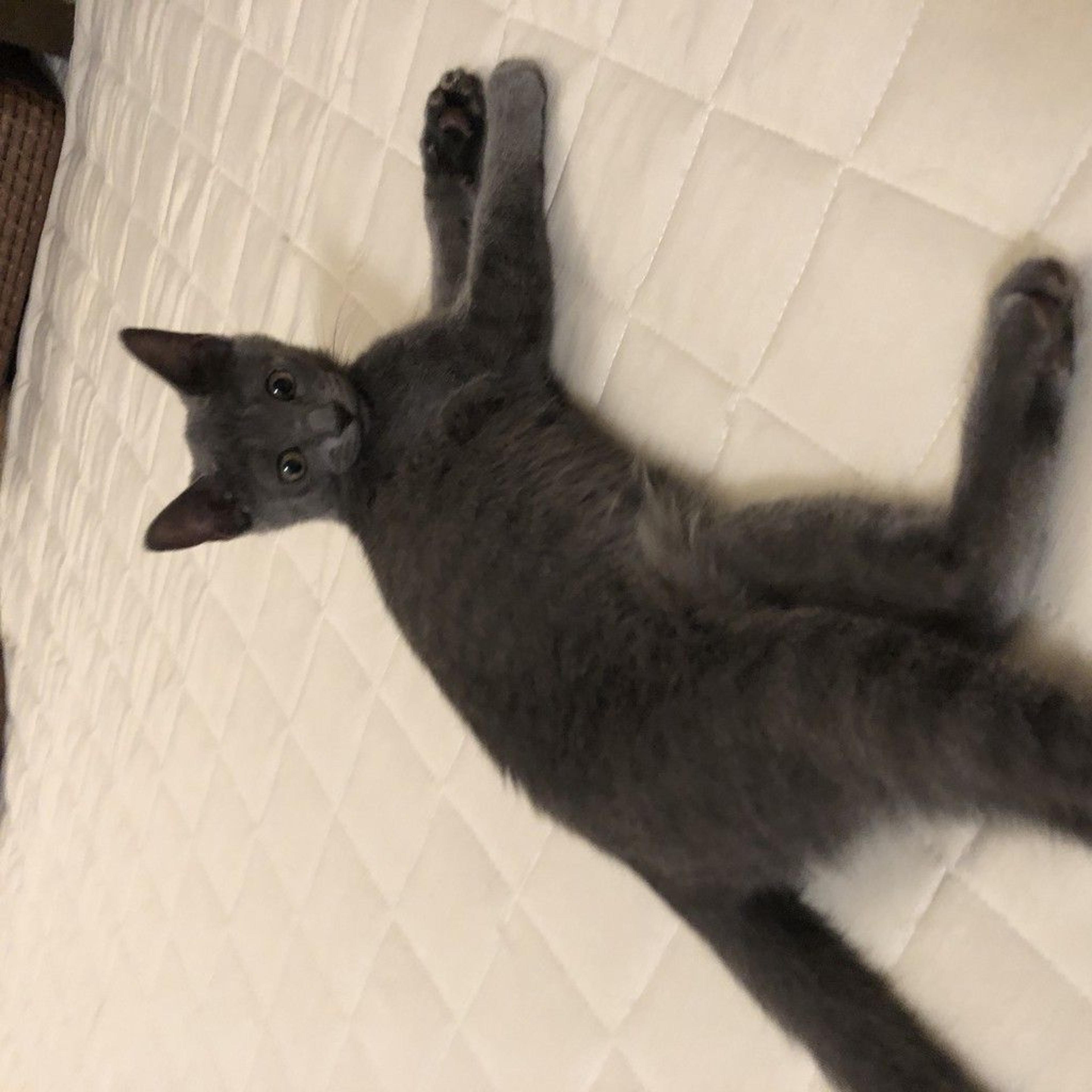 pet-image-3