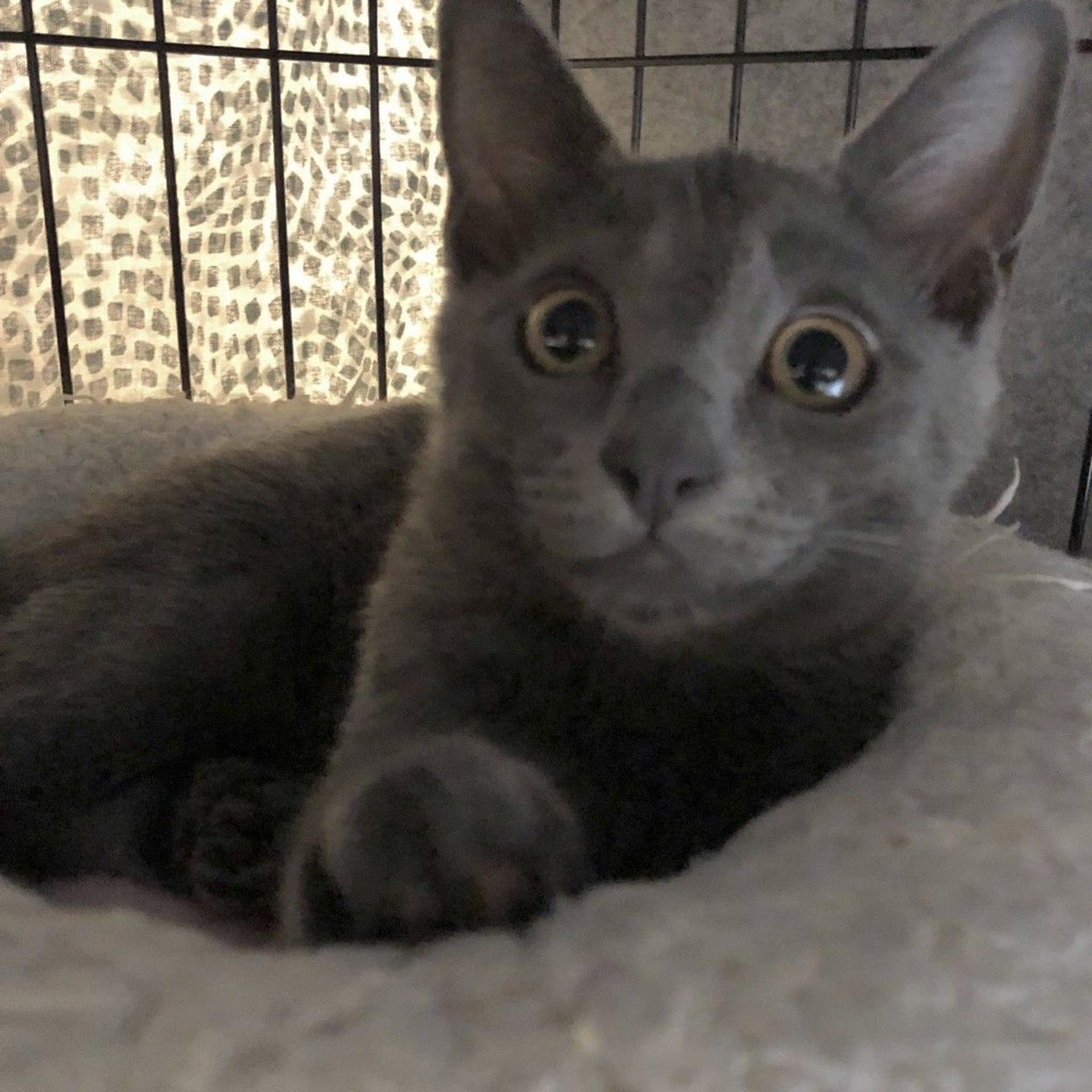 pet-image-6