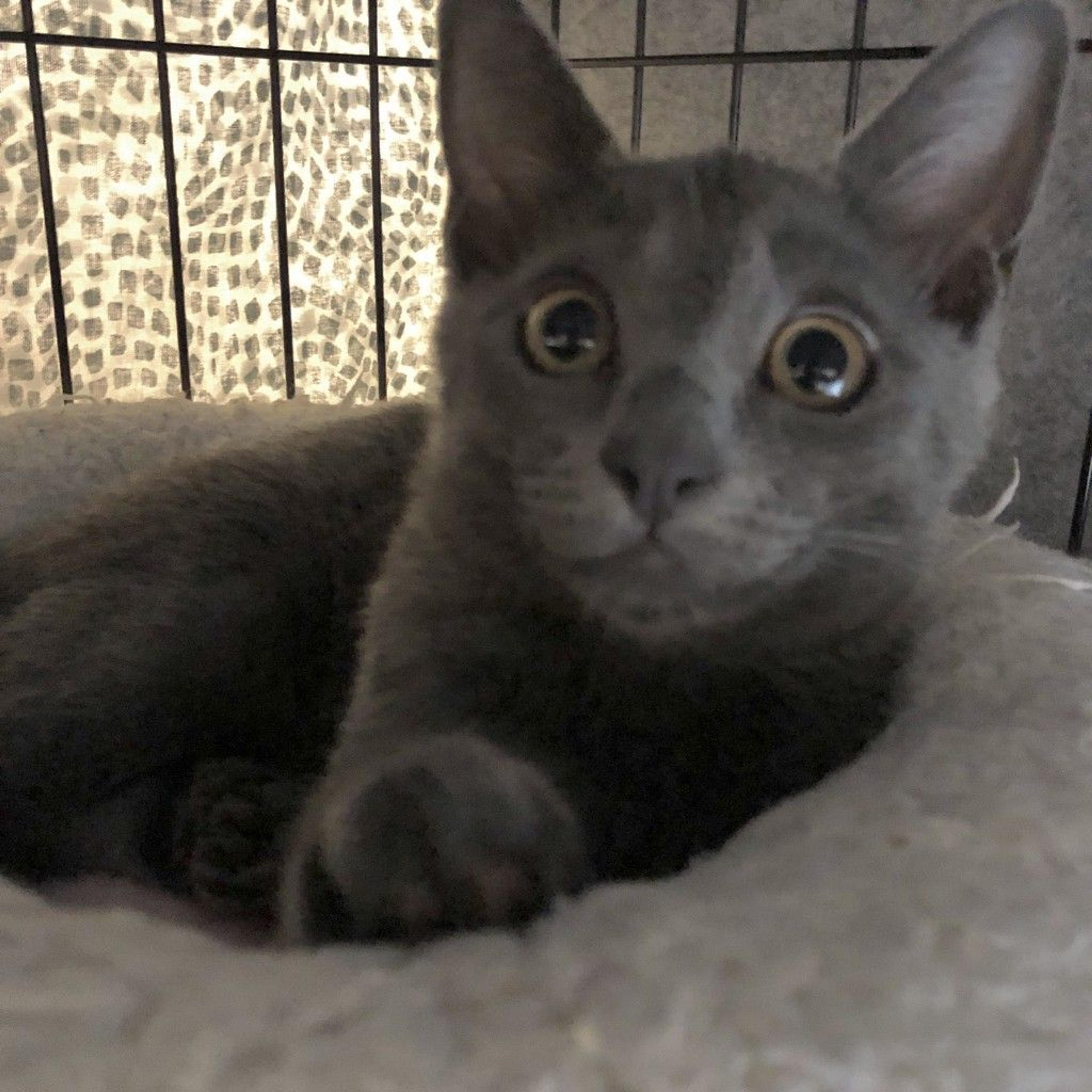 pet-image-6