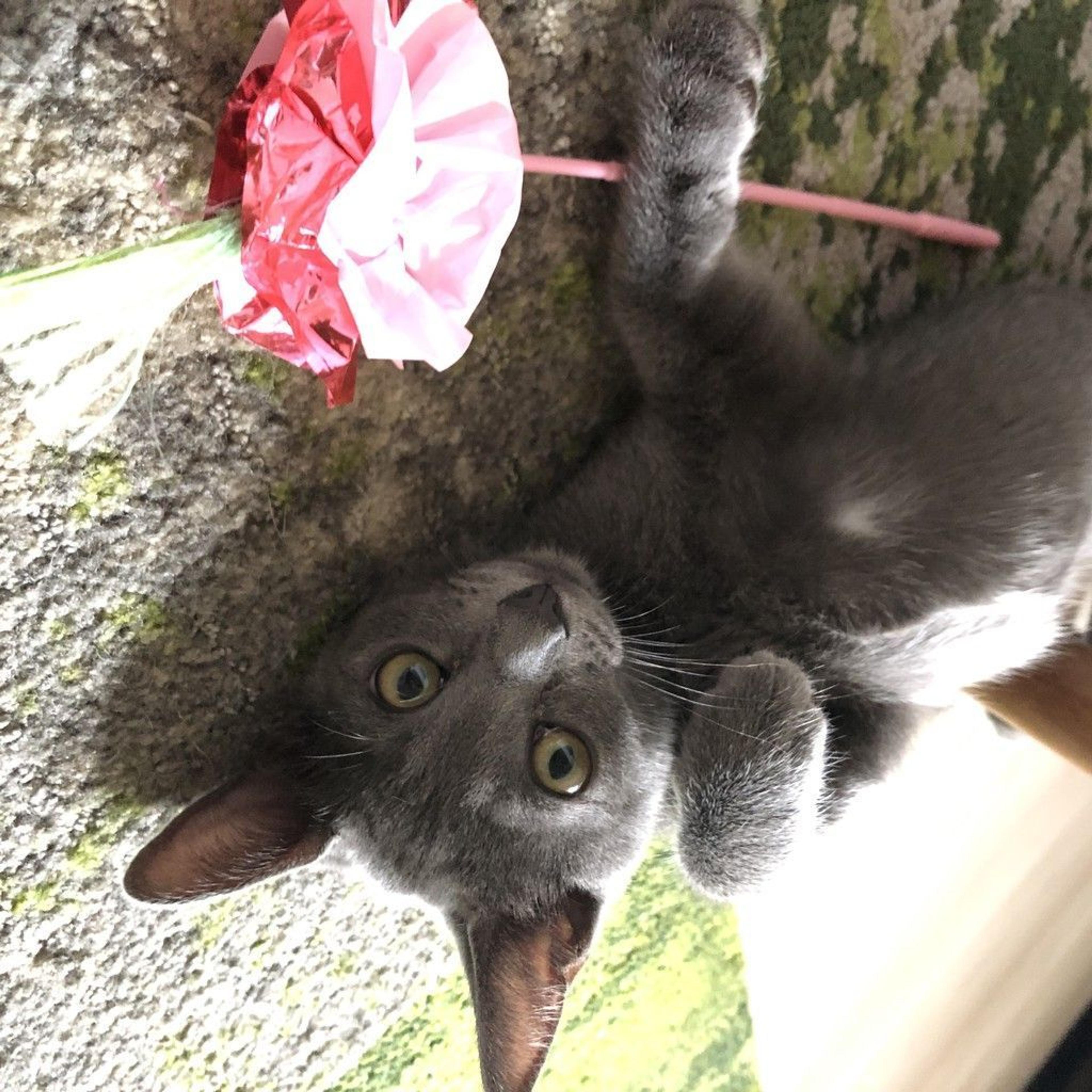 pet-image-7
