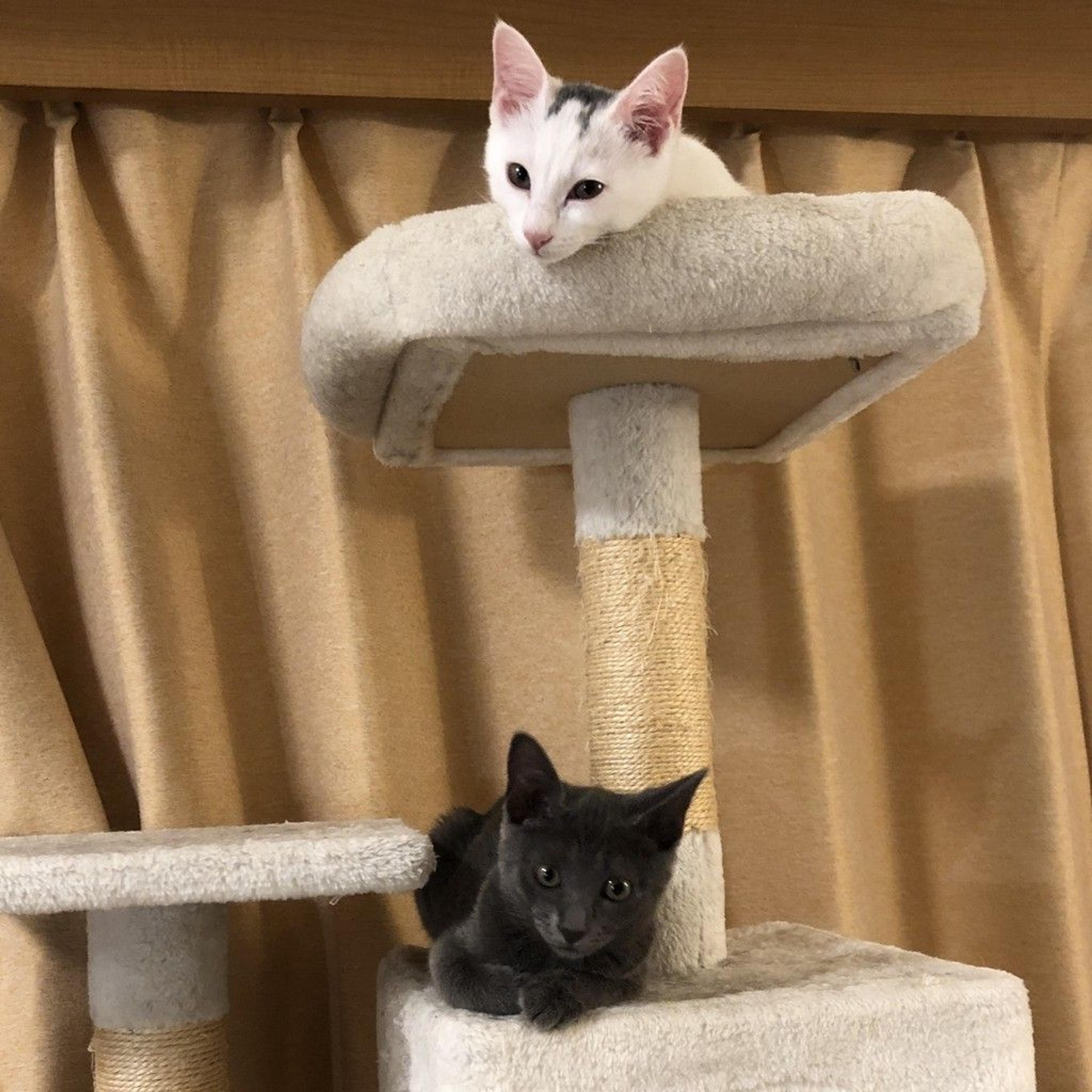 pet-image-8